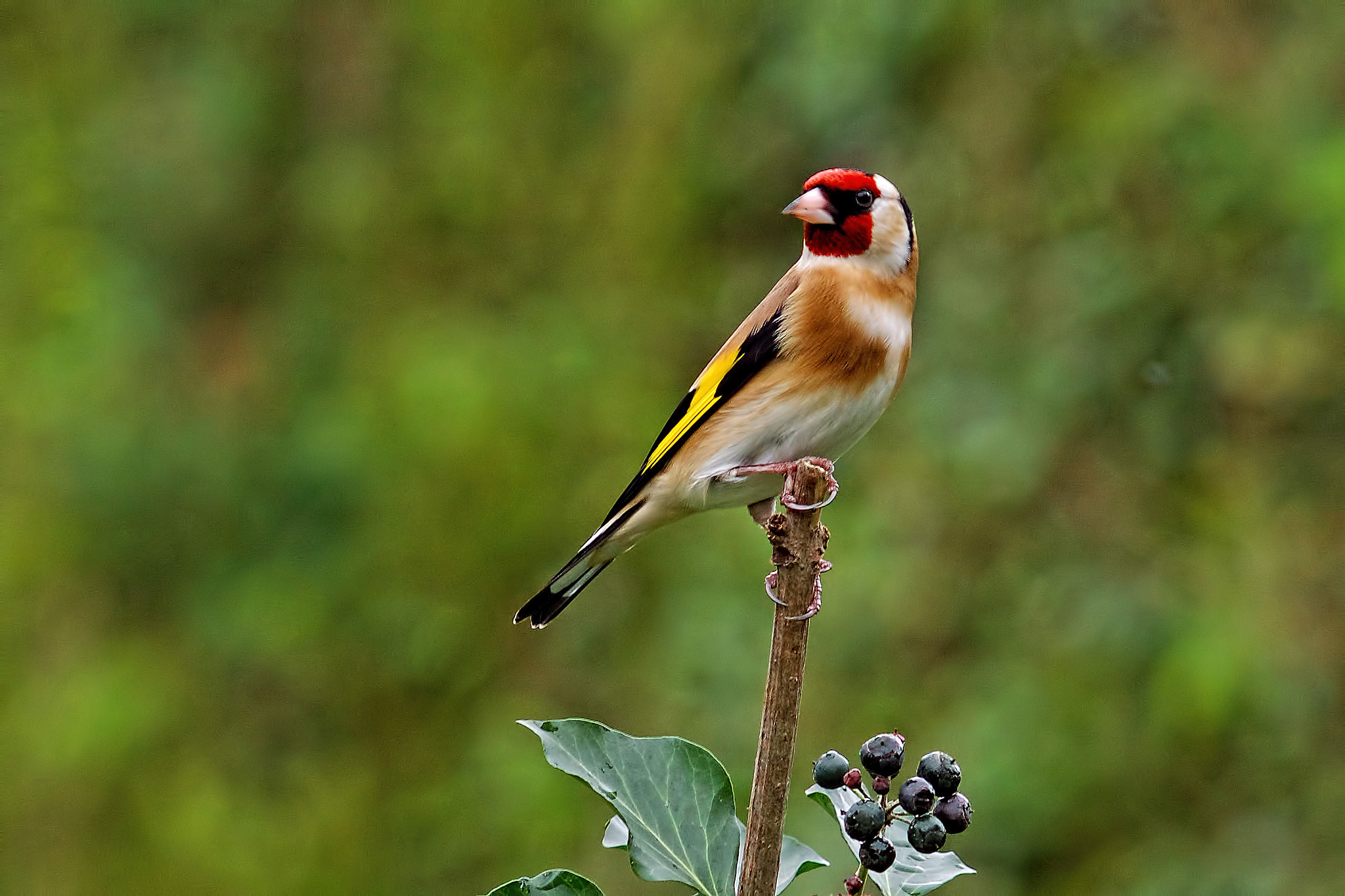 Sony Sonnar T* 135mm F1.8 ZA sample photo. Goldfinch, photography