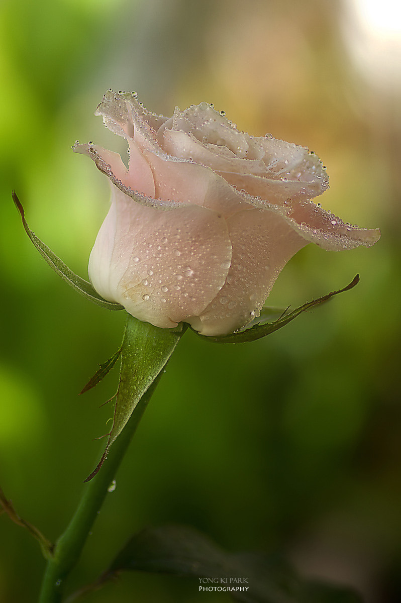 Pentax K-3 sample photo. The rose photography