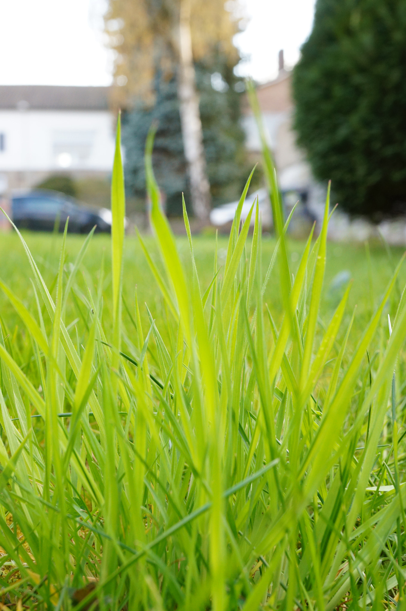 Sony Alpha NEX-5N + Sony E 30mm F3.5 Macro sample photo. Fresh grass photography