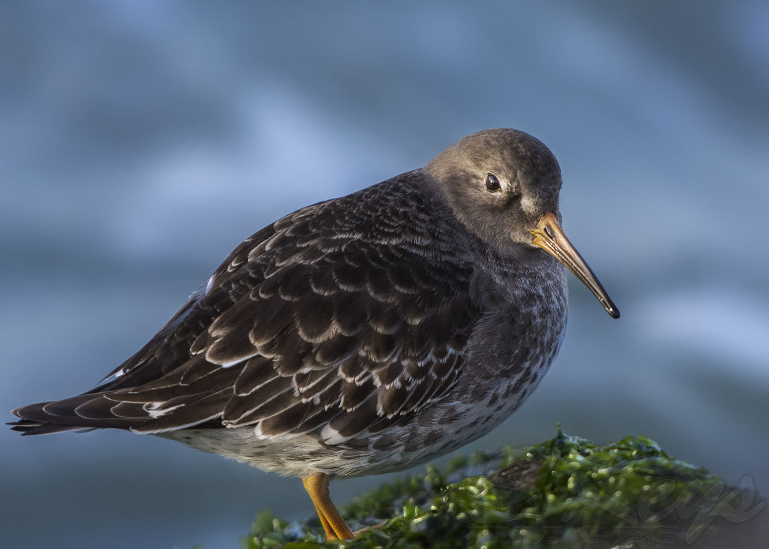 Nikon D7200 + Sigma 500mm F4.5 EX DG HSM sample photo. Purple on blue (purple sandpiper) photography