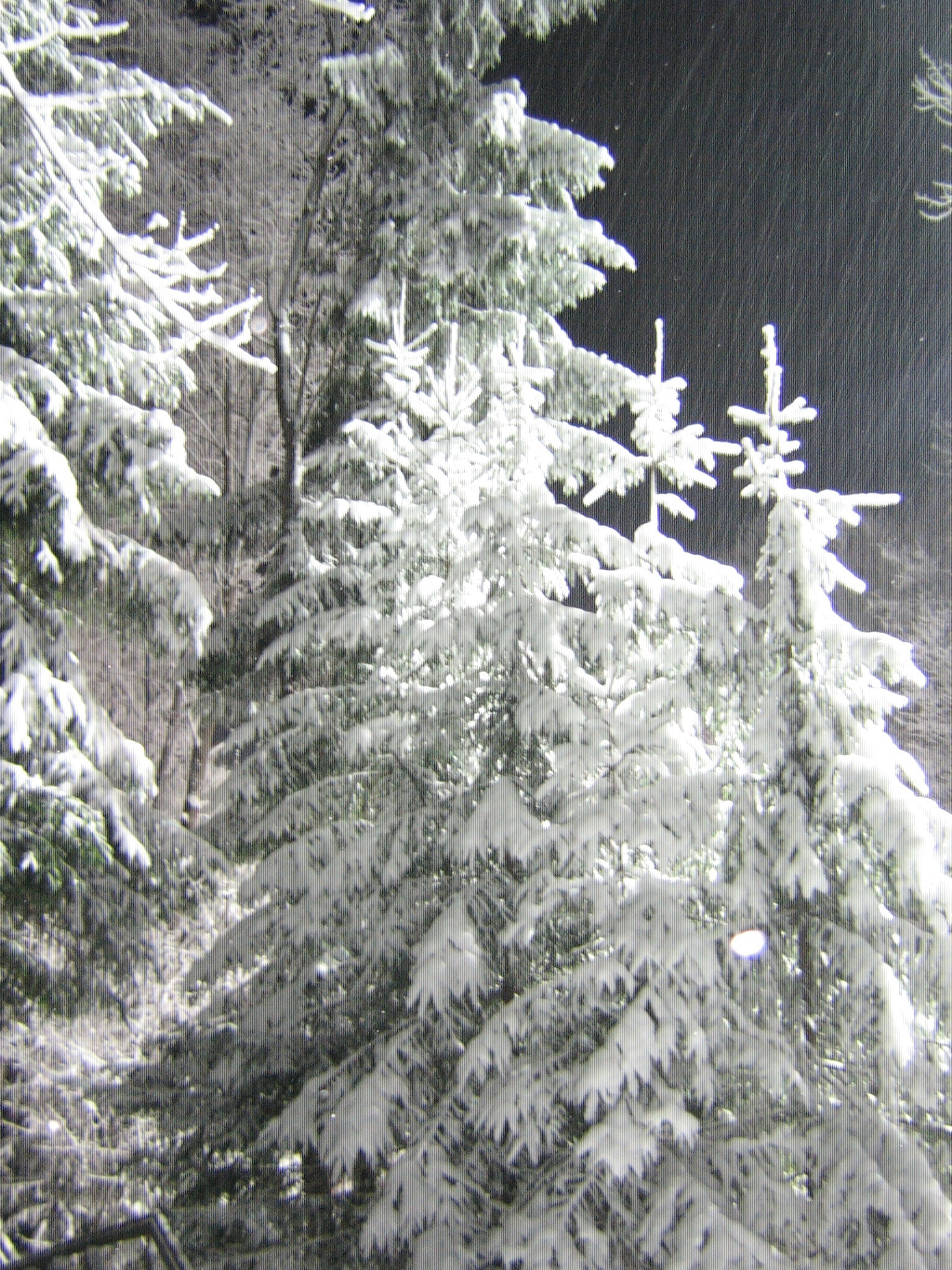 Canon POWERSHOT A410 sample photo. зимняя ночь photography