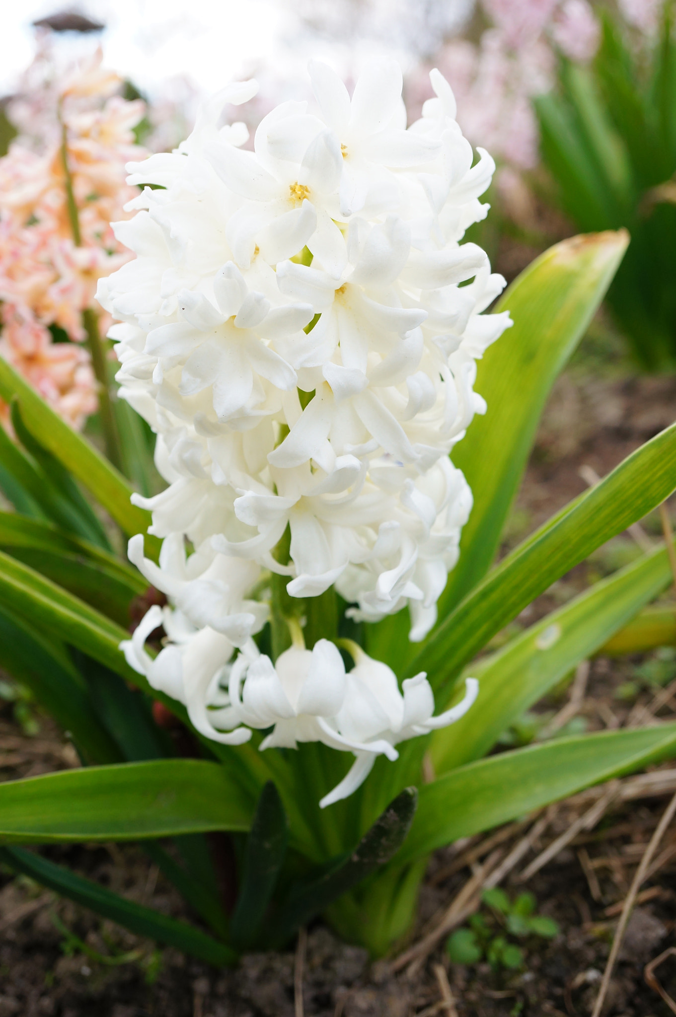 Sony Alpha NEX-5N + Sony E 30mm F3.5 Macro sample photo. White hyacinth photography