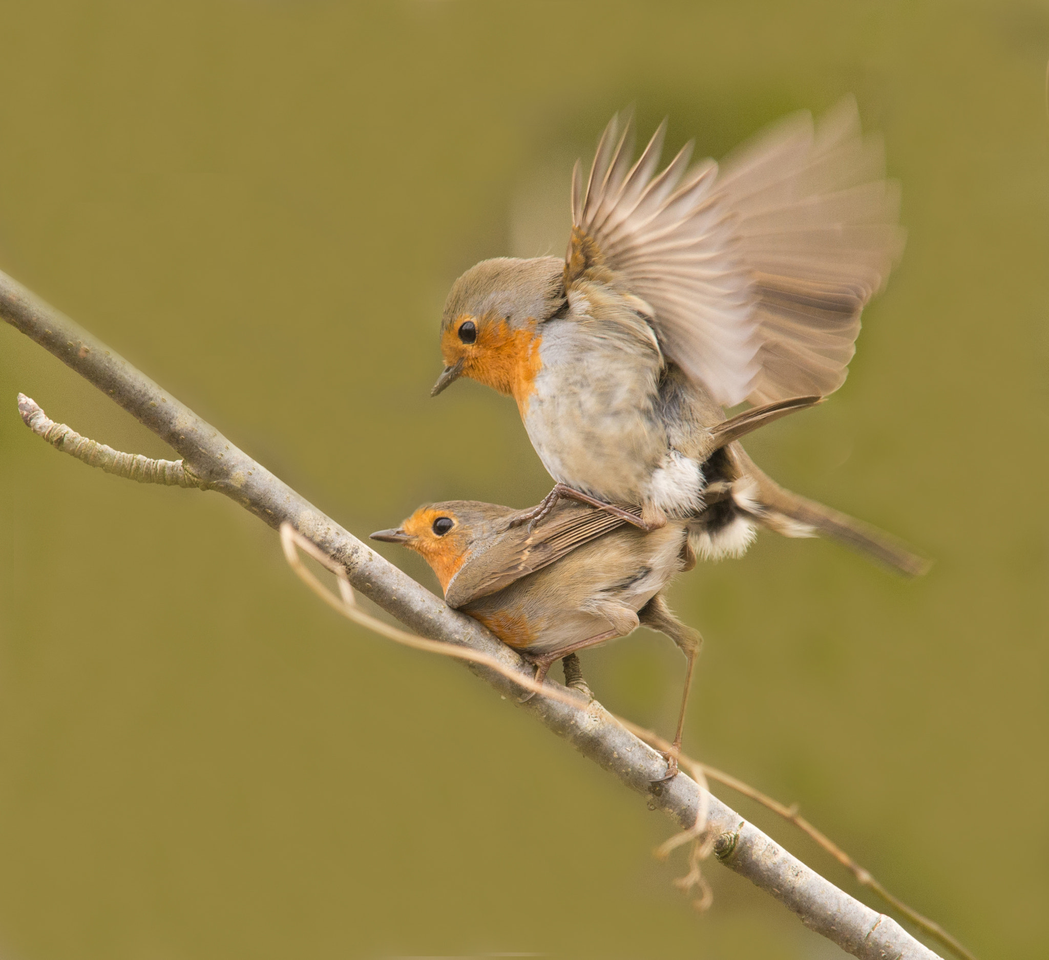 Nikon AF-S Nikkor 400mm F2.8D ED-IF II sample photo. Roodborst photography