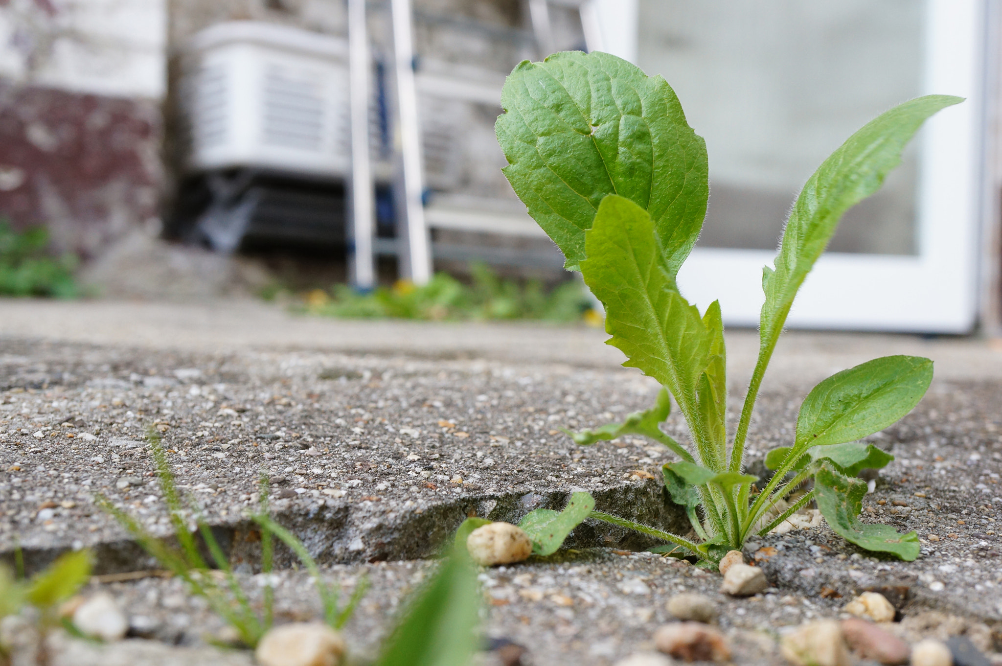 Sony Alpha NEX-5N + Sony E 30mm F3.5 Macro sample photo. Growing weed photography