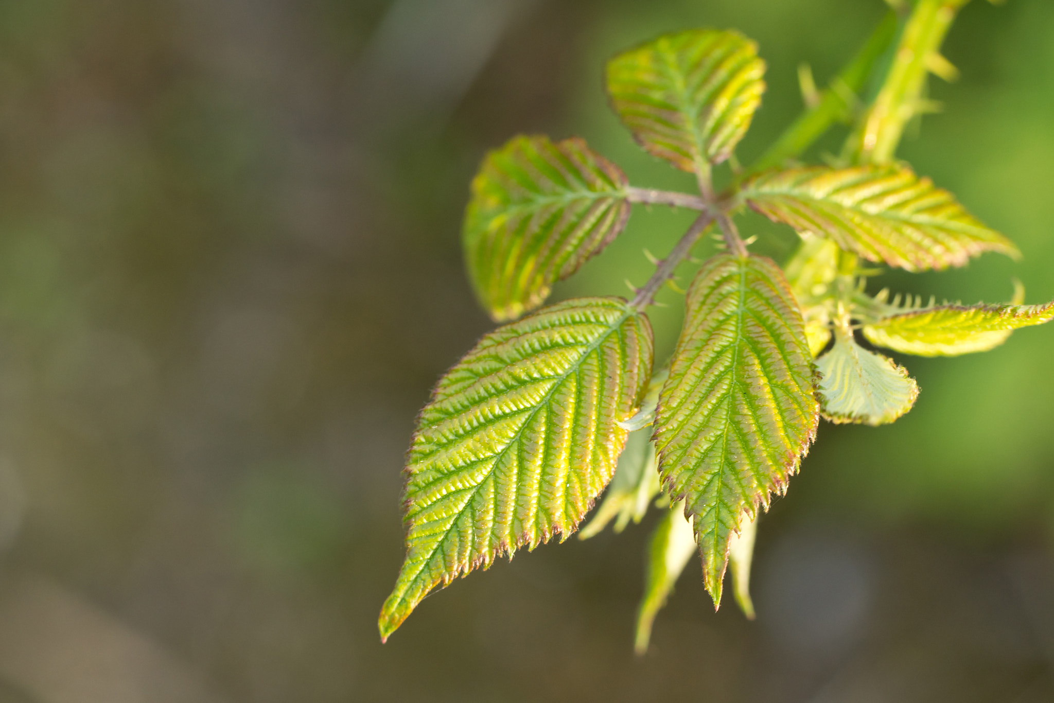 Sony SLT-A77 + Tamron Lens (255) sample photo. Rubus leaf photography