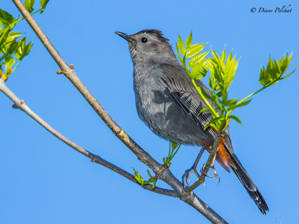 Canon EOS 60D + Canon EF 300mm F2.8L IS II USM sample photo. Gray catbird photography