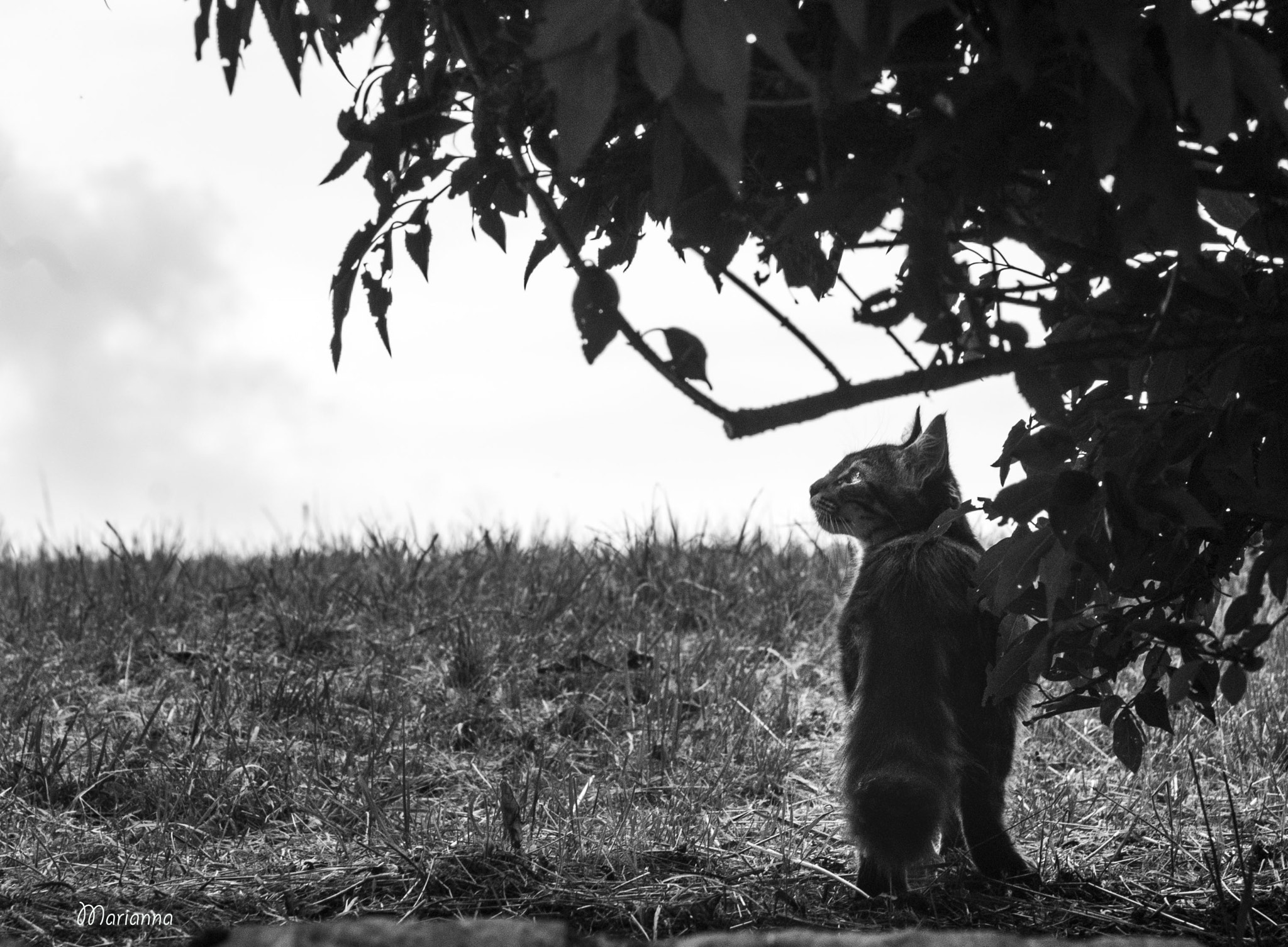 Sony Alpha DSLR-A200 sample photo. Into the wild photography
