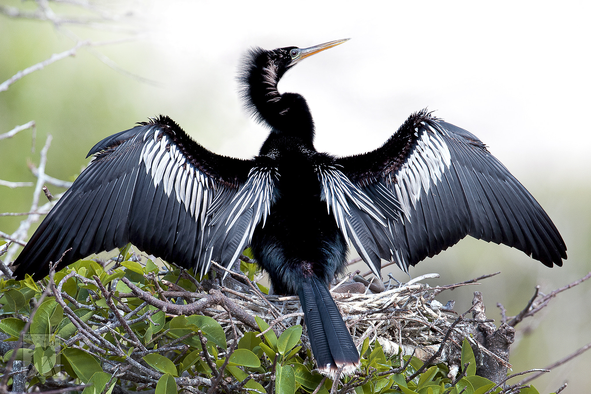 Nikon D300 + Nikon AF-S Nikkor 600mm F4G ED VR sample photo. Anhinga male display photography