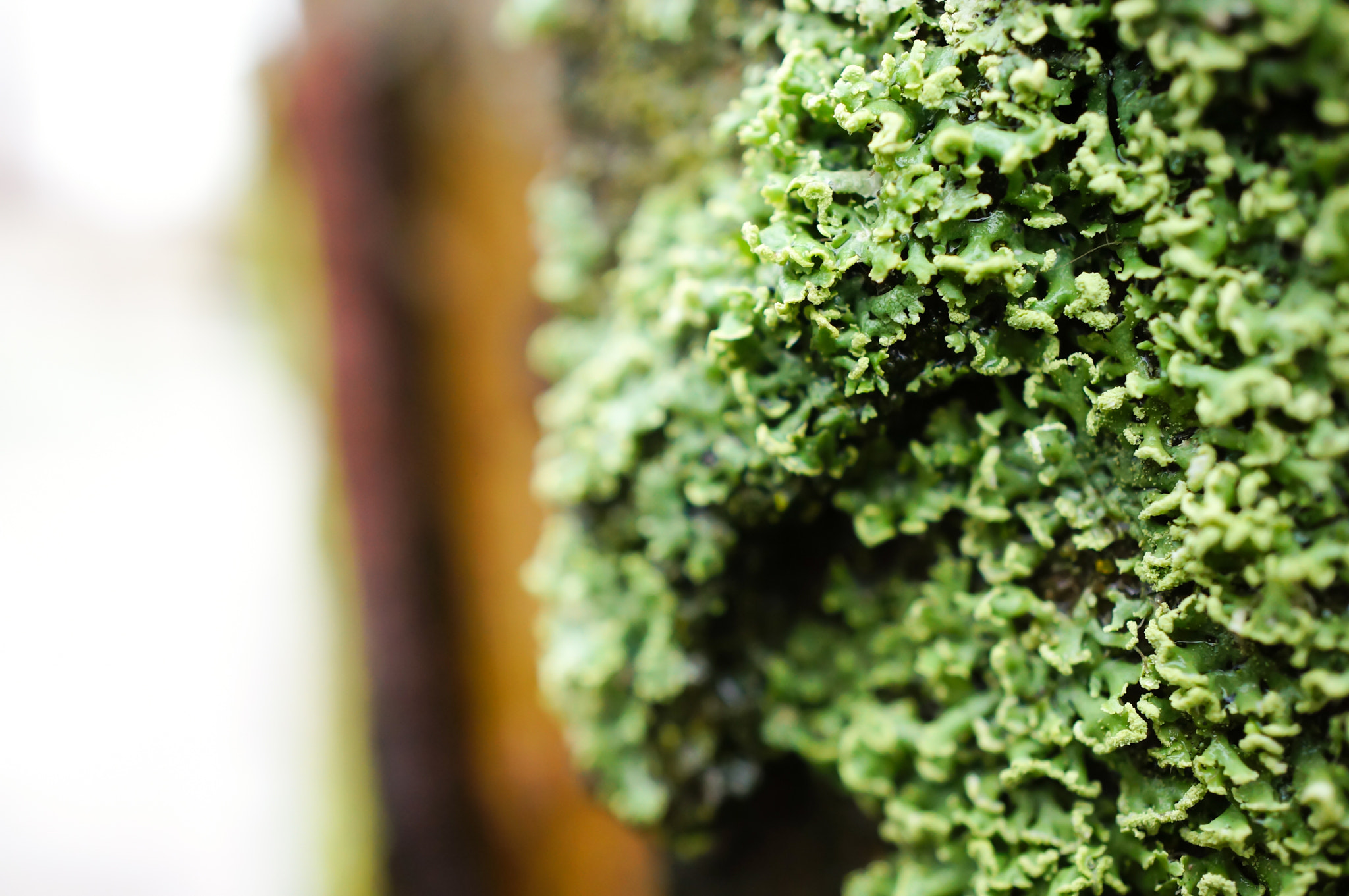 Sony Alpha NEX-5N + Sony E 30mm F3.5 Macro sample photo. Green fungus photography