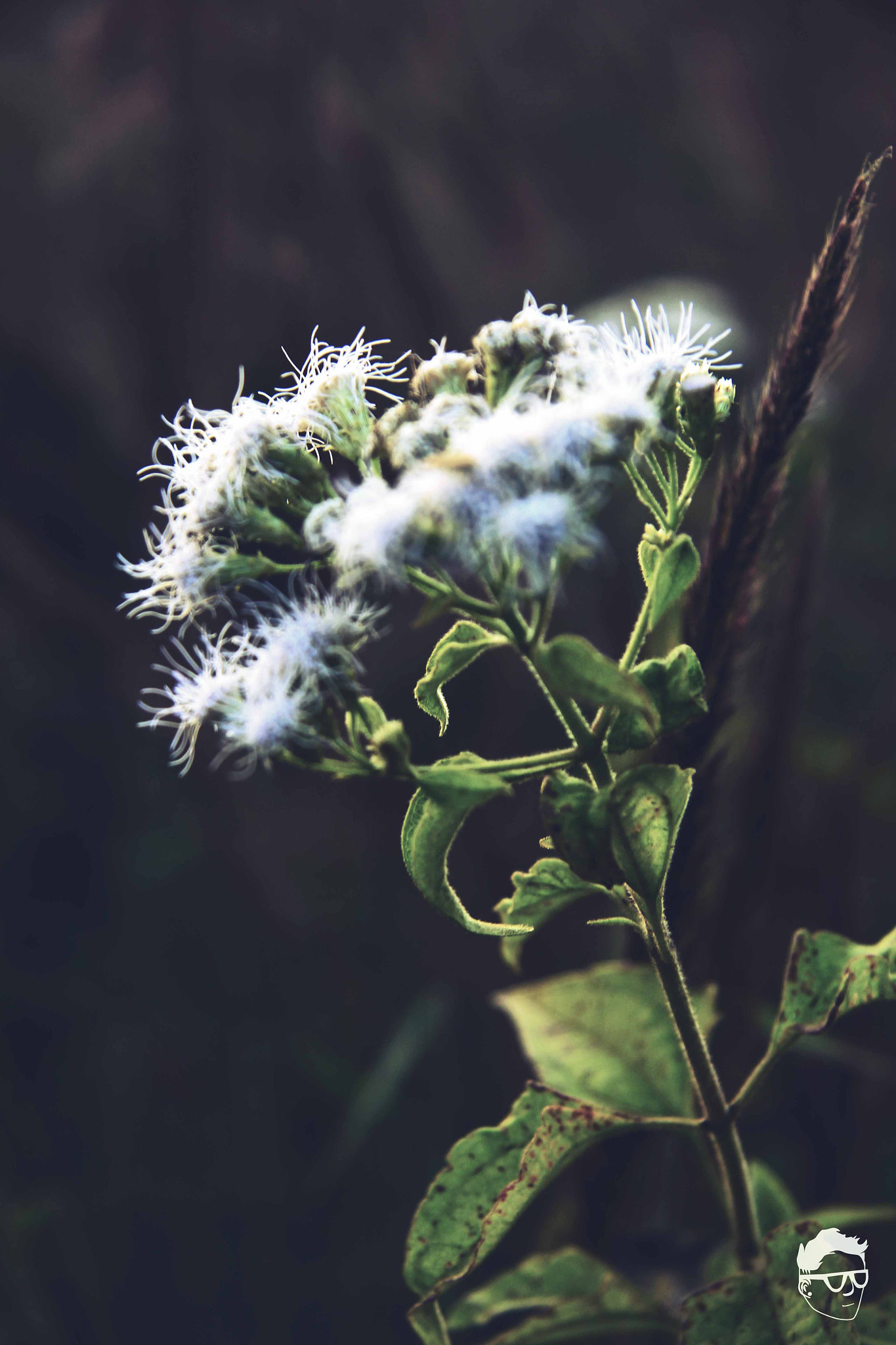 Canon EOS 550D (EOS Rebel T2i / EOS Kiss X4) sample photo. I love rock & flower also photography