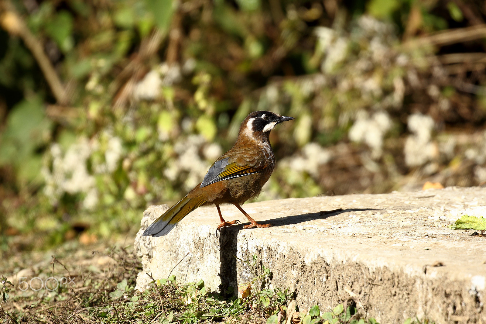 Canon EOS 600D (Rebel EOS T3i / EOS Kiss X5) + Canon EF 100-400mm F4.5-5.6L IS II USM sample photo. Laughing thrush photography