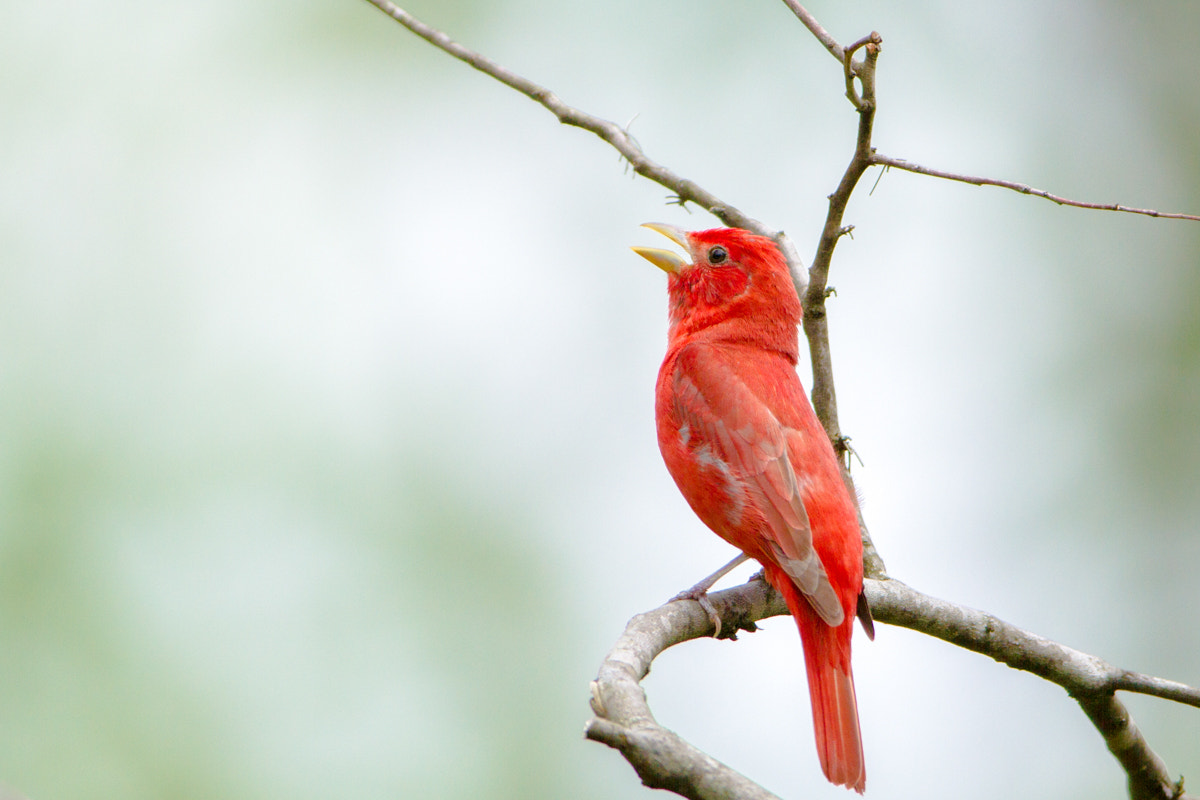 Canon EF 200-400mm F4L IS USM Extender 1.4x sample photo. Summer tanager photography