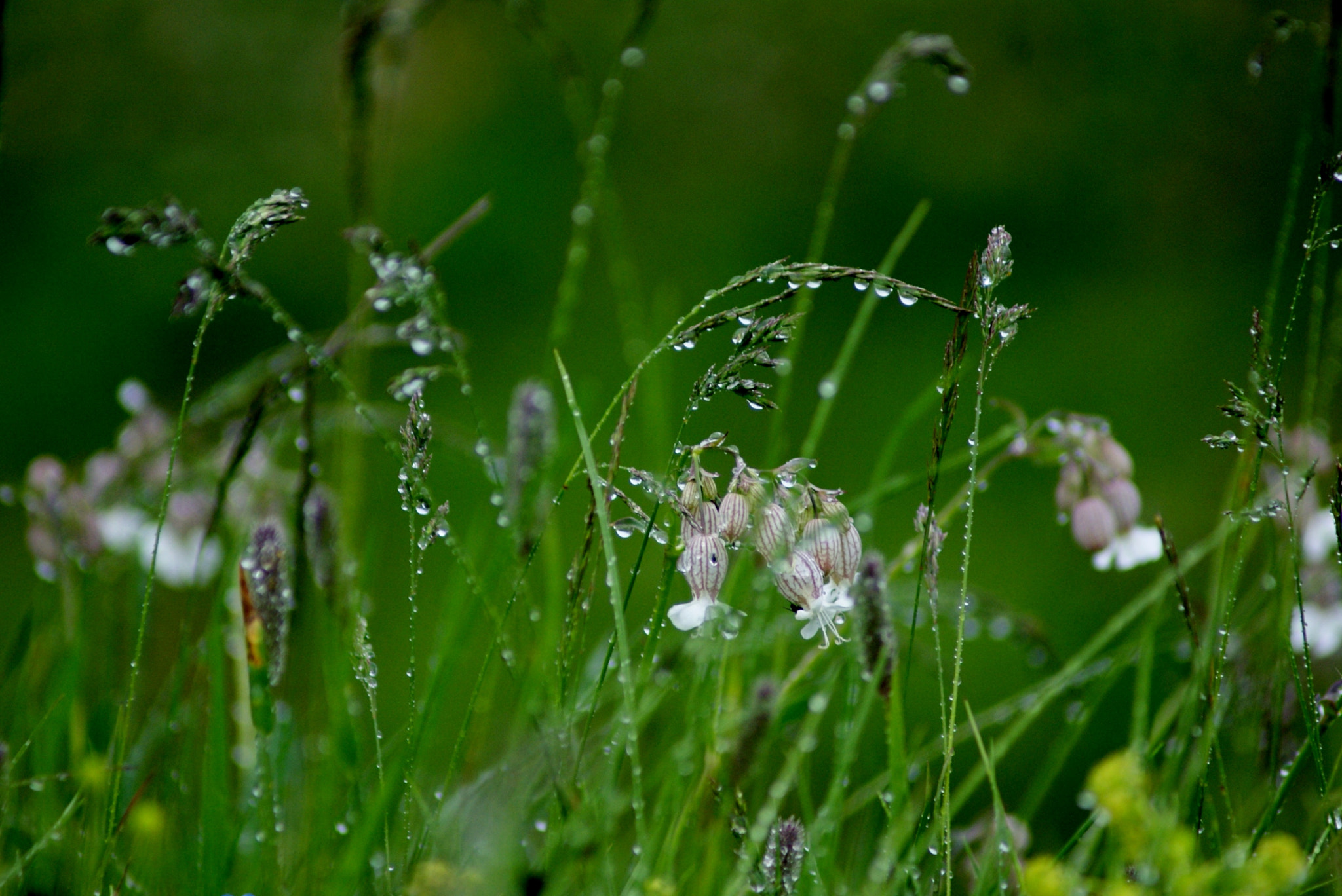 Sony 75-300mm F4.5-5.6 sample photo. Cold tears photography