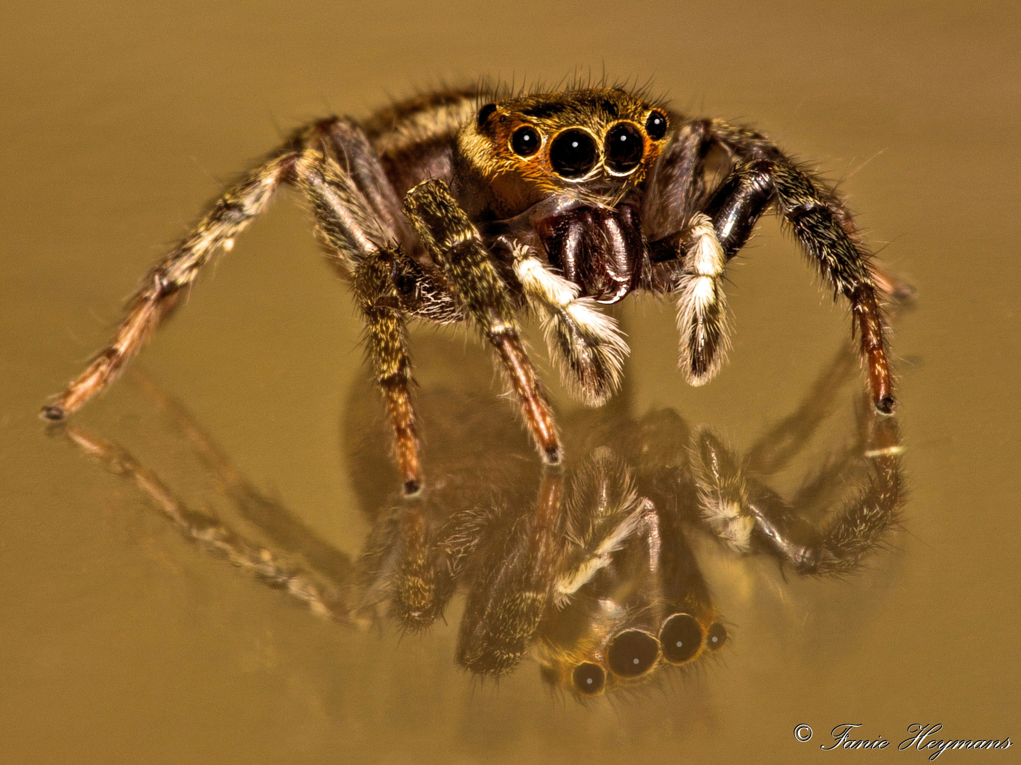 Canon EOS-1D Mark IV + Sigma APO Macro 150mm f/2.8 EX DG HSM sample photo. Jumping spider reflection photography