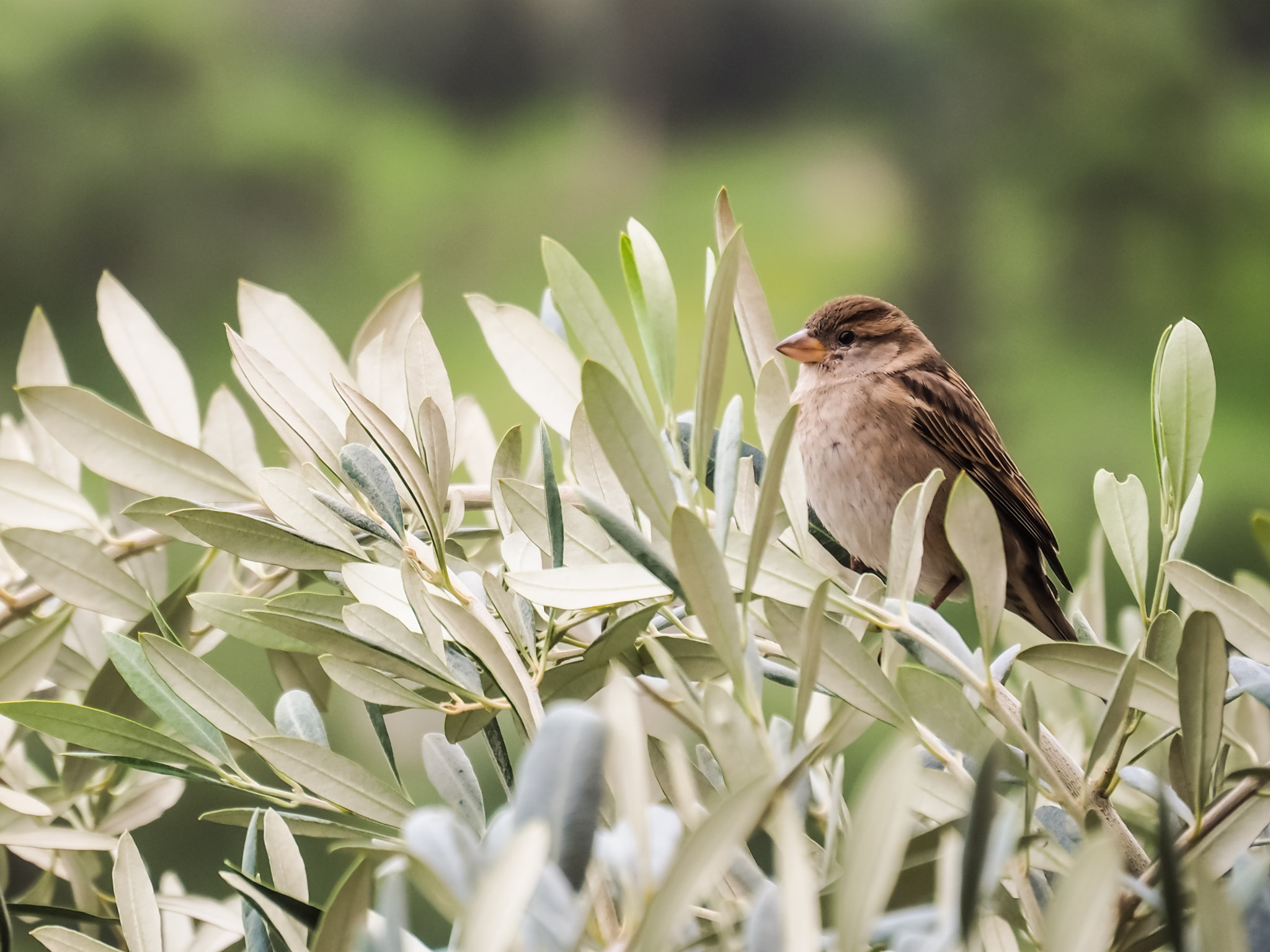 Olympus OM-D E-M10 sample photo. Early bird photography