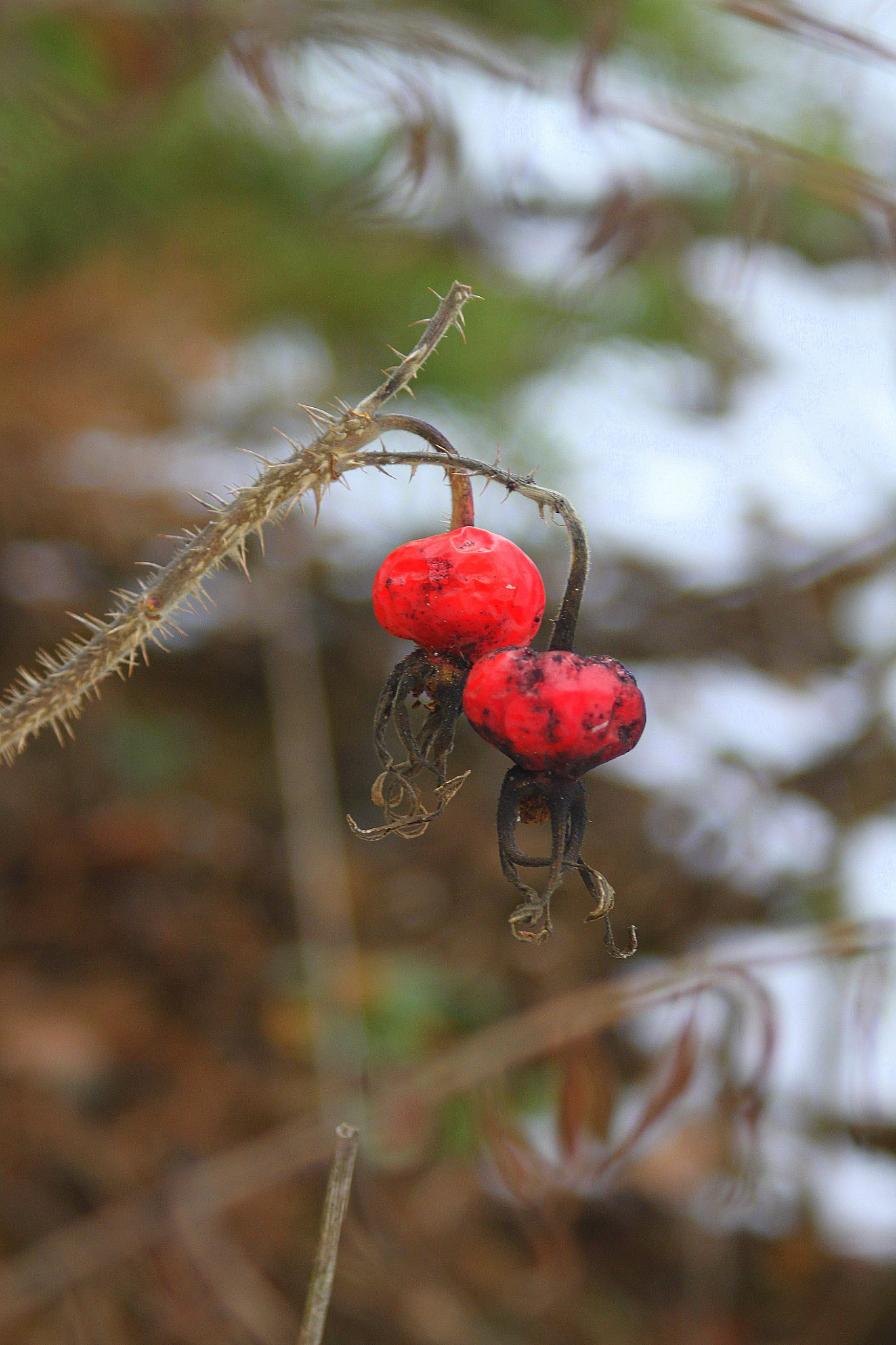 Canon EF 28-90mm f/4-5.6 sample photo. Winter fruit rose photography