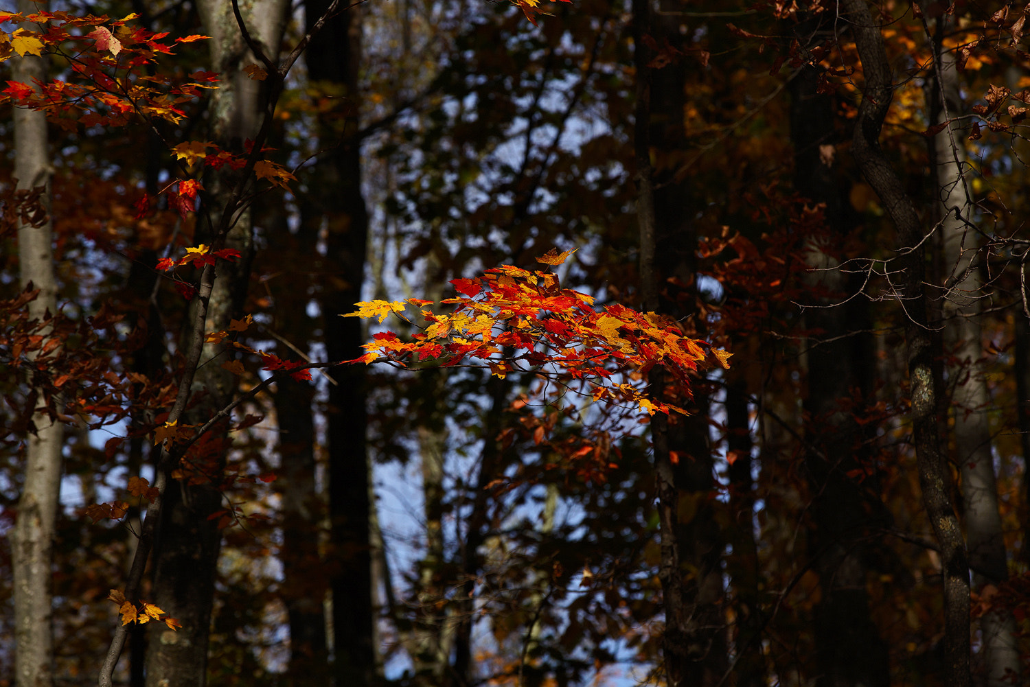 70-200mm F2.8 G SSM OSS II sample photo. Stand out photography