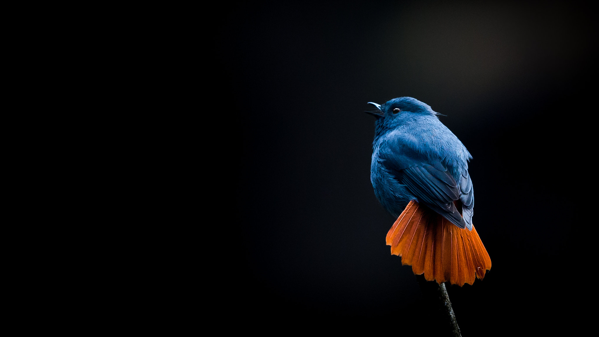 Canon EF 500mm F4L IS II USM sample photo. 14.jpg photography