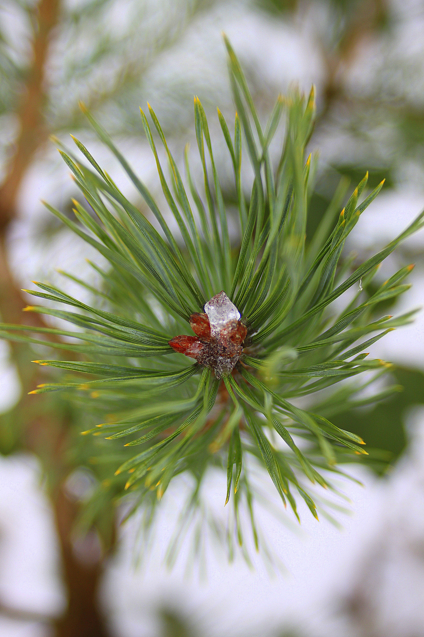 Canon EF 28-90mm f/4-5.6 sample photo. Tree photography