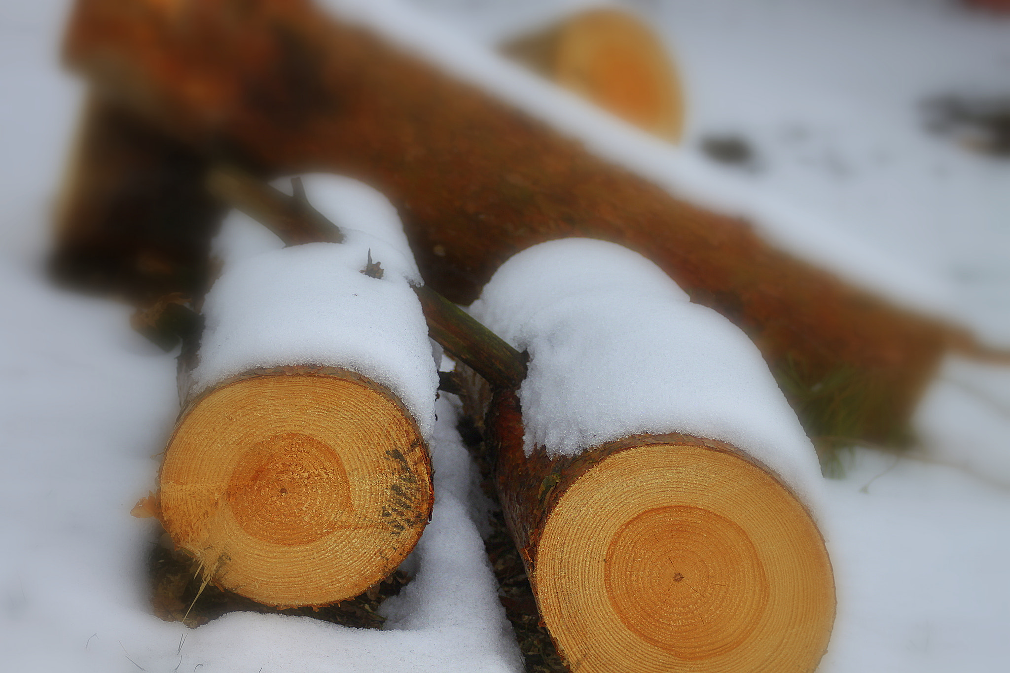 Canon EF 28-90mm f/4-5.6 sample photo. Tree photography