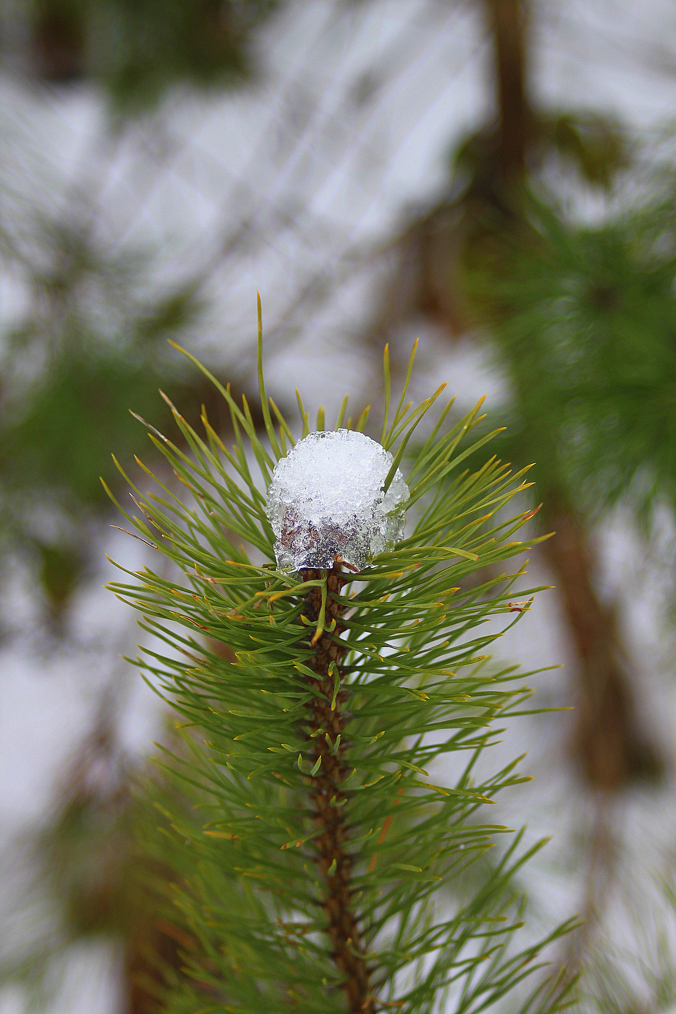 Canon EF 28-90mm f/4-5.6 sample photo. Ball snow photography