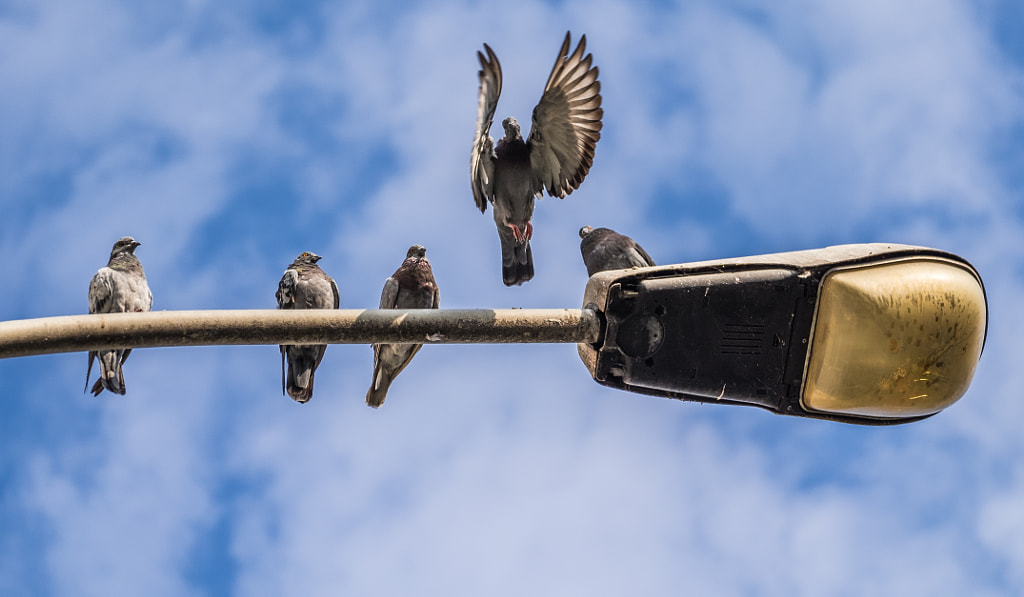 pigeon taking flight by Bogdan Rosca on 500px.com