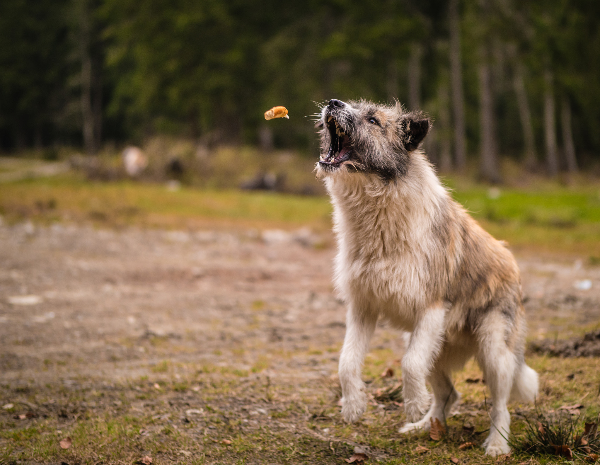 Panasonic Leica DG Nocticron 42.5mm F1.2 ASPH OIS sample photo. Feeding a dog photography