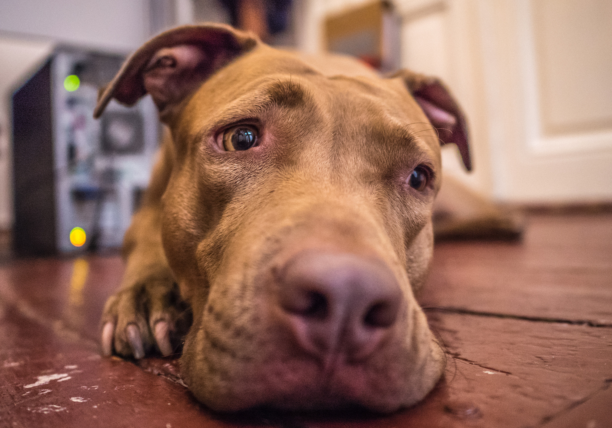 Panasonic Lumix DMC-GX8 + LEICA DG SUMMILUX 15/F1.7 sample photo. The gentle pitt photography