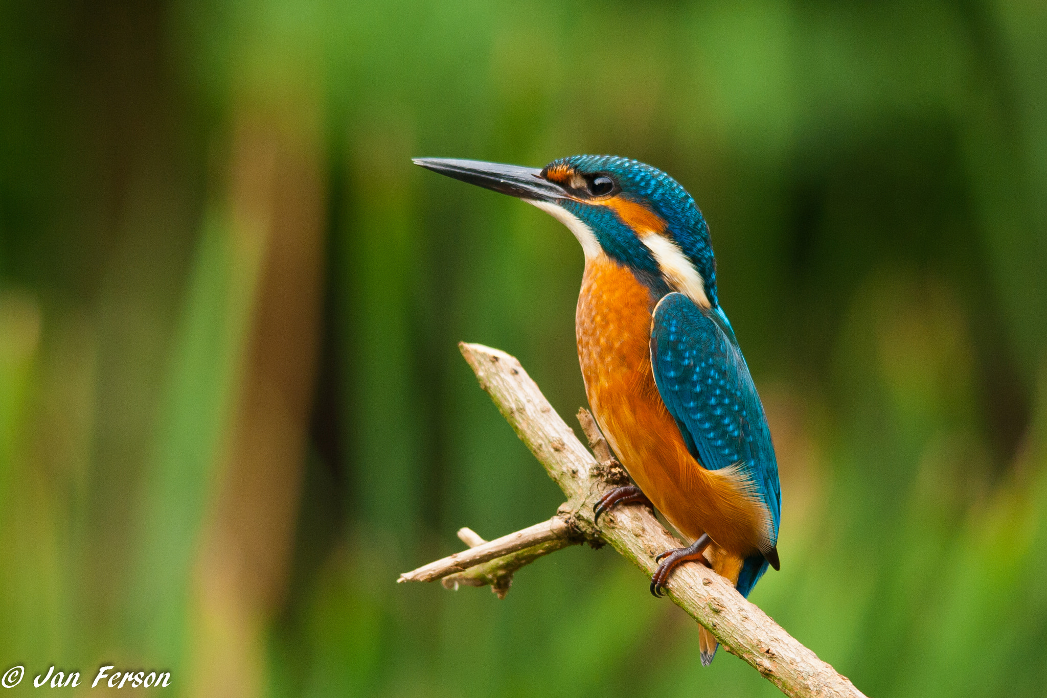Sigma 150-500mm F5-6.3 DG OS HSM sample photo. A proud kingfisher photography