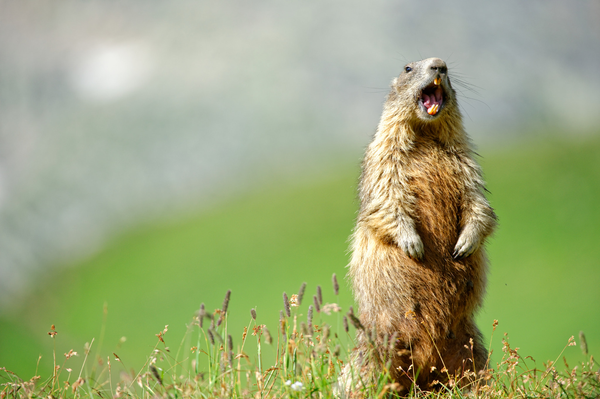 Nikon D4 sample photo. Alpine marmot - the scream photography