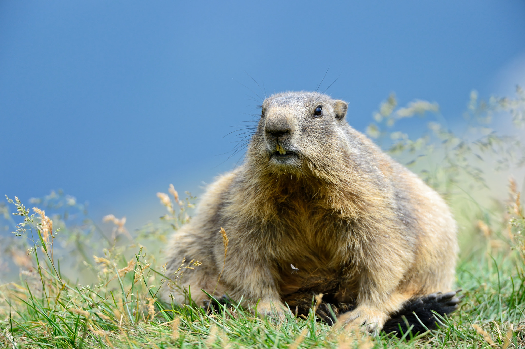 Nikon D4 sample photo. Alpine marmot photography