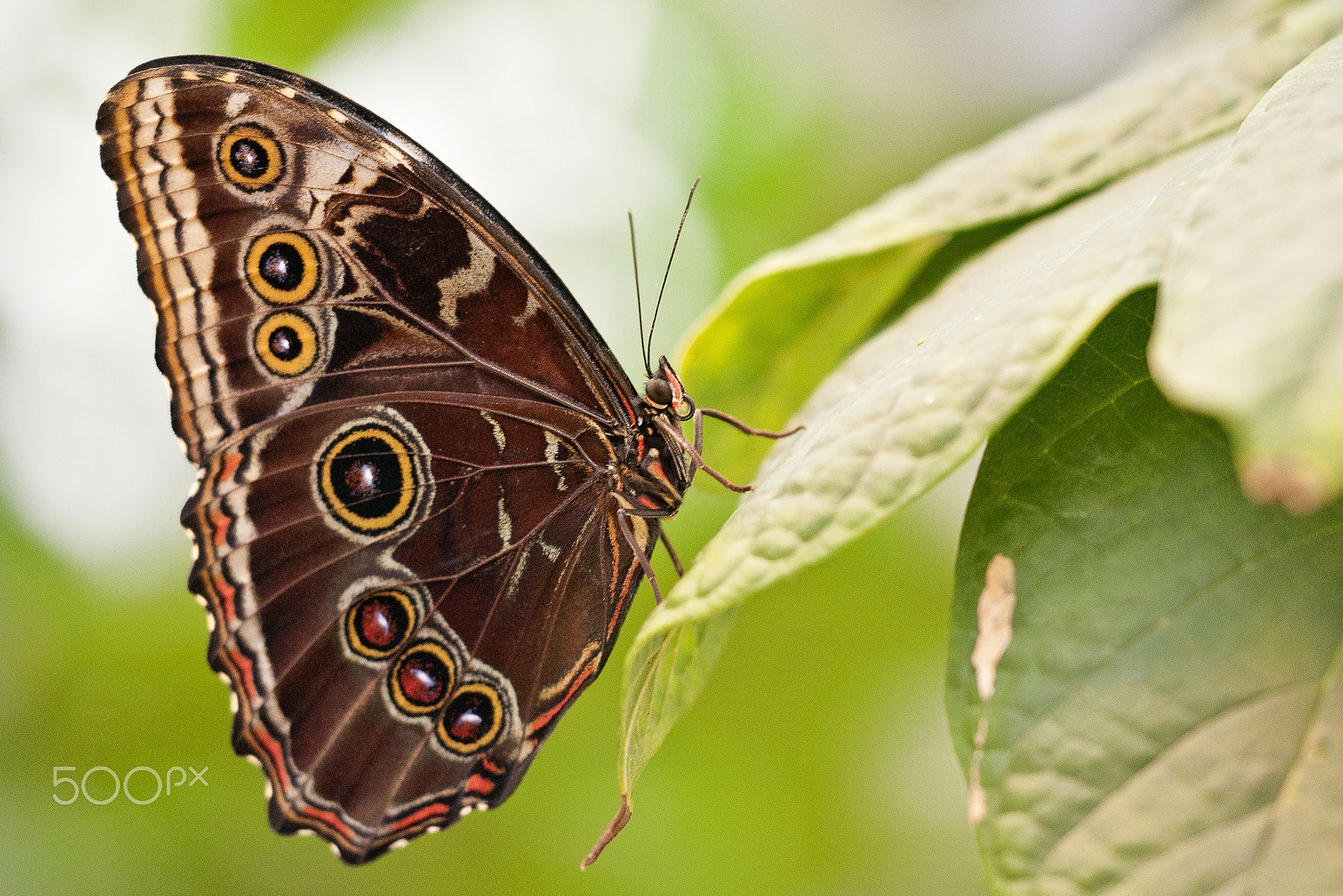 Sigma 150mm F2.8 EX DG Macro HSM sample photo. Owl butterfly photography