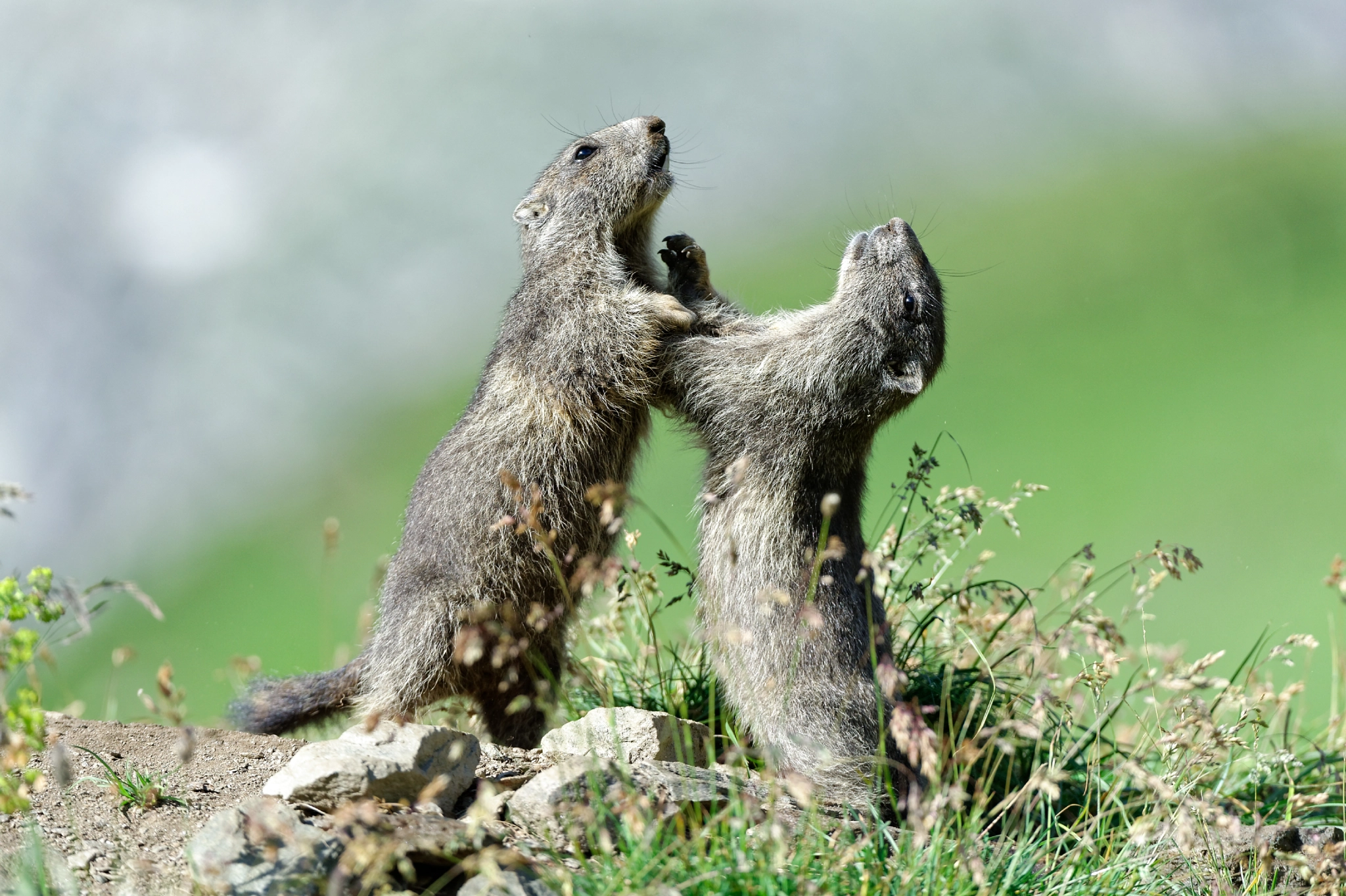 Nikon D4 sample photo. Alpine marmot photography