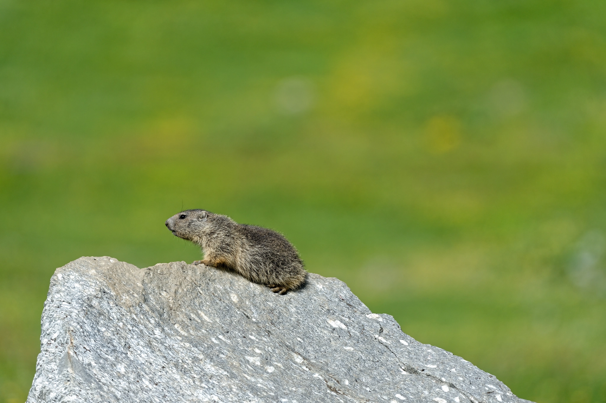 Nikon D4 sample photo. Alpine marmot photography