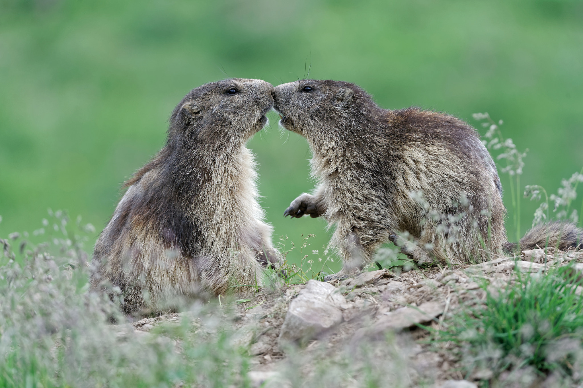 Nikon D4 sample photo. Alpine marmot - cheek to cheek photography