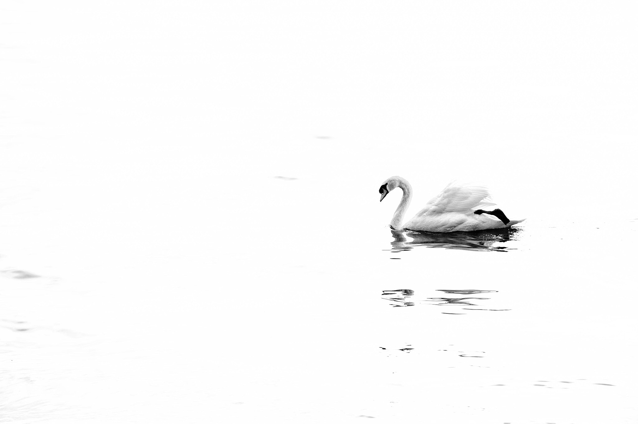AF-S Zoom-Nikkor 80-200mm f/2.8D IF-ED sample photo. Bianco photography