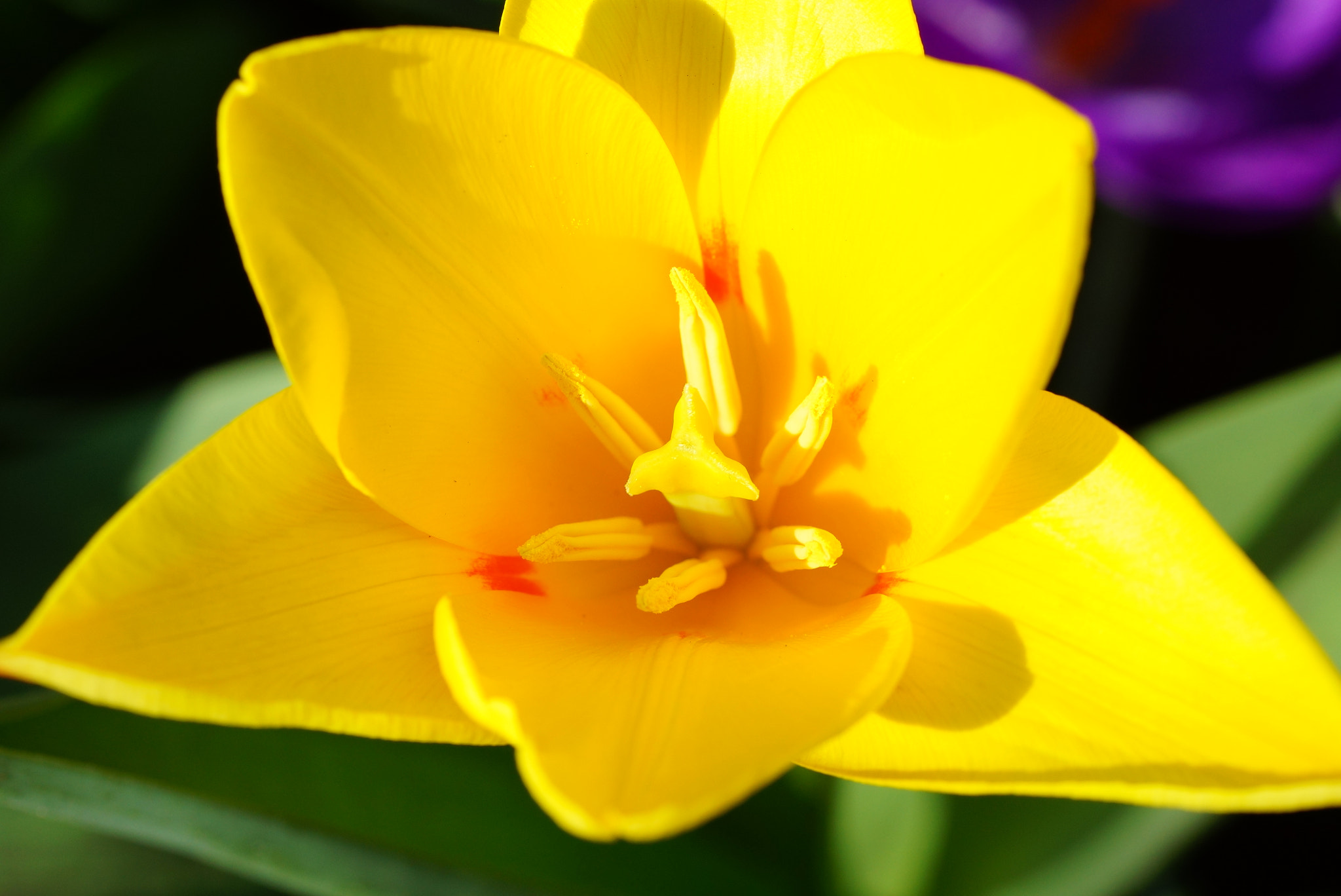 Sony SLT-A77 + Tamron Lens (255) sample photo. Yellow tulip photography