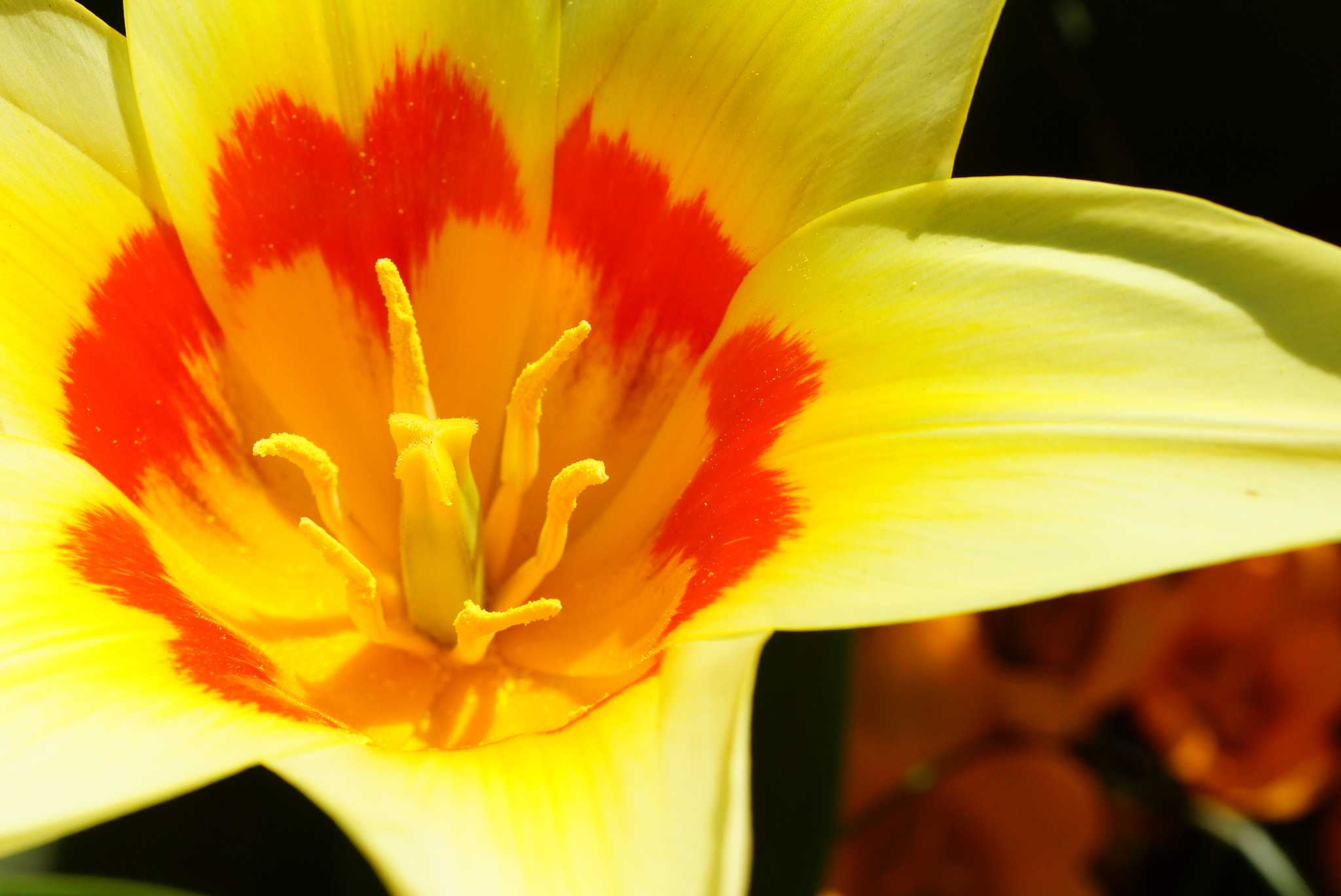 Sony SLT-A77 + Tamron Lens (255) sample photo. Open yellow tulip photography