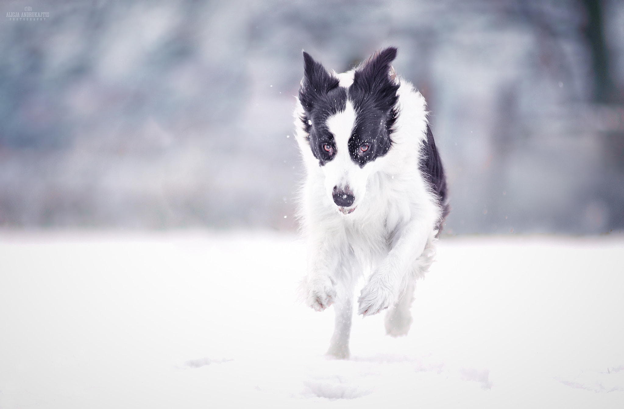 AF Zoom-Nikkor 80-200mm f/2.8 ED sample photo. Run! photography