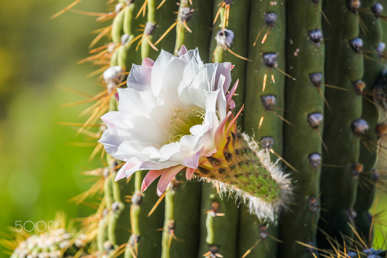 Canon EF 100-400mm F4.5-5.6L IS II USM sample photo. Desert bloom photography
