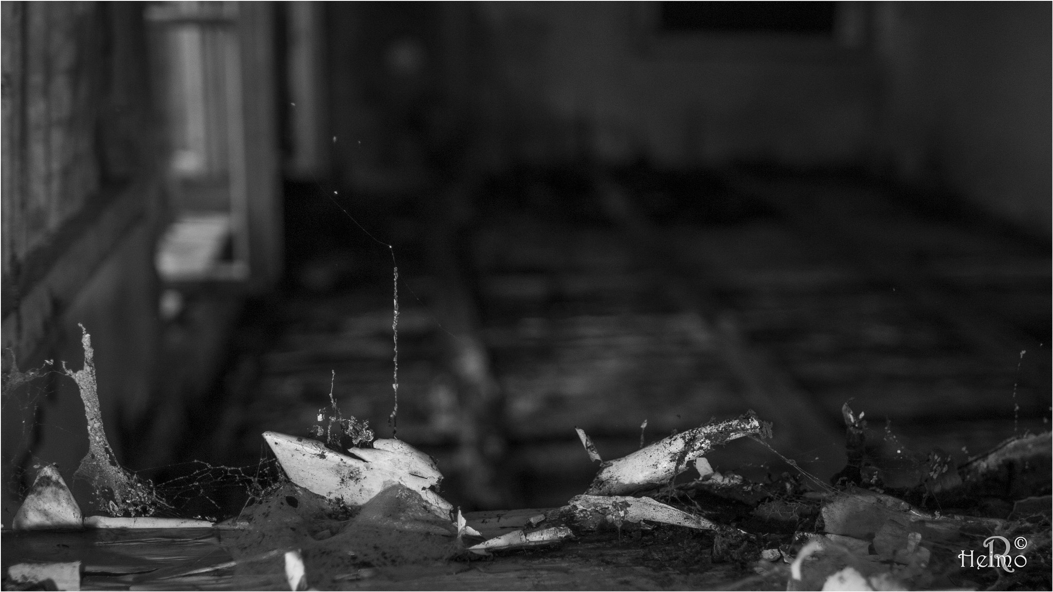 Canon EF 24mm F1.4L II USM sample photo. Shiver photography