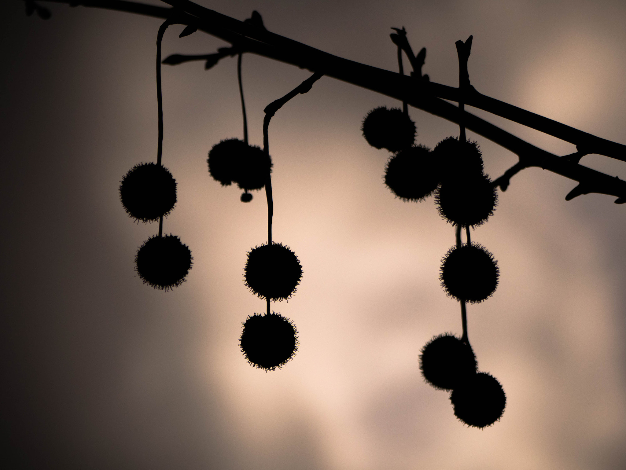 Panasonic Lumix DMC-GM1 sample photo. Suspended love photography