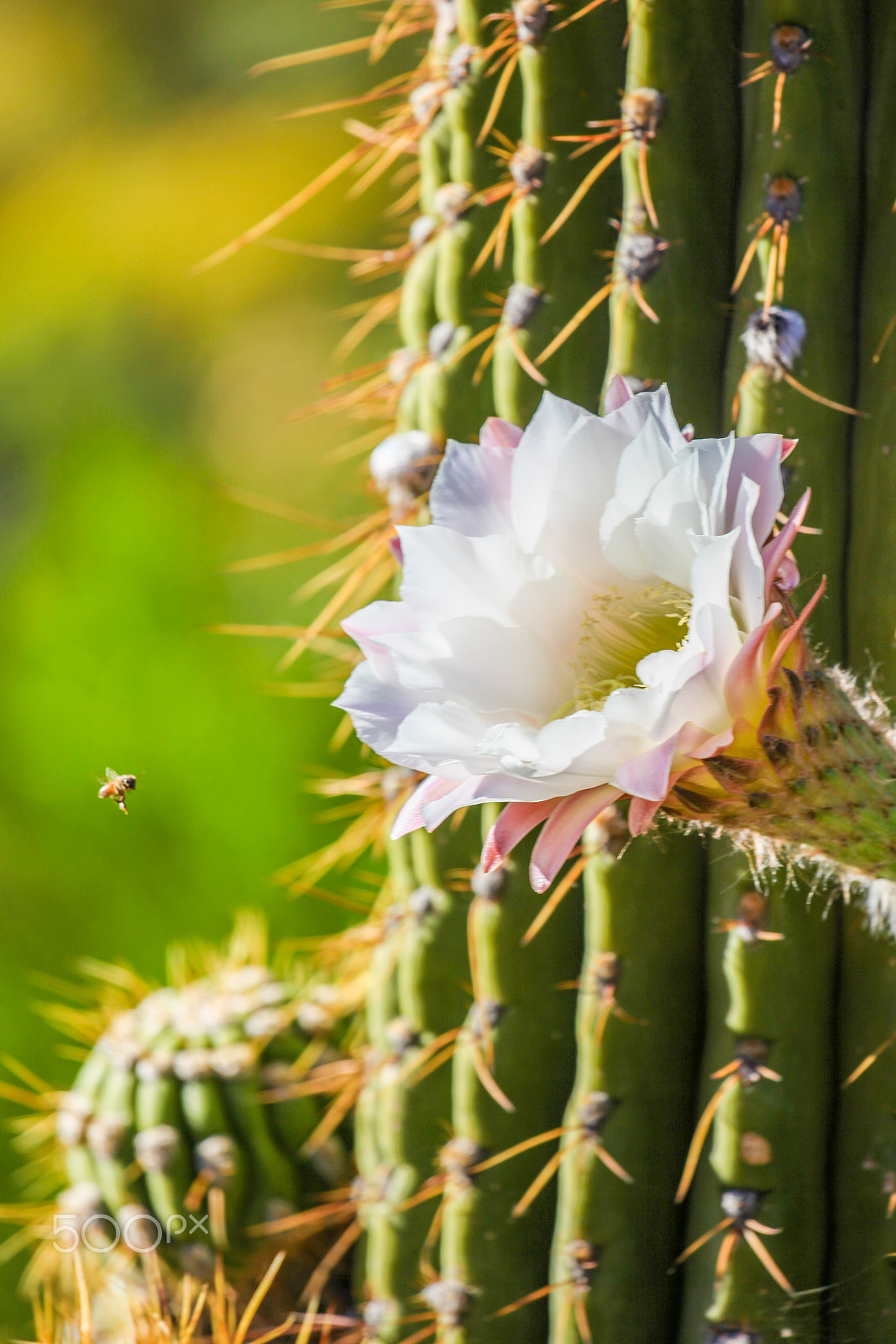 Canon EF 100-400mm F4.5-5.6L IS II USM sample photo. Blooming bee photography