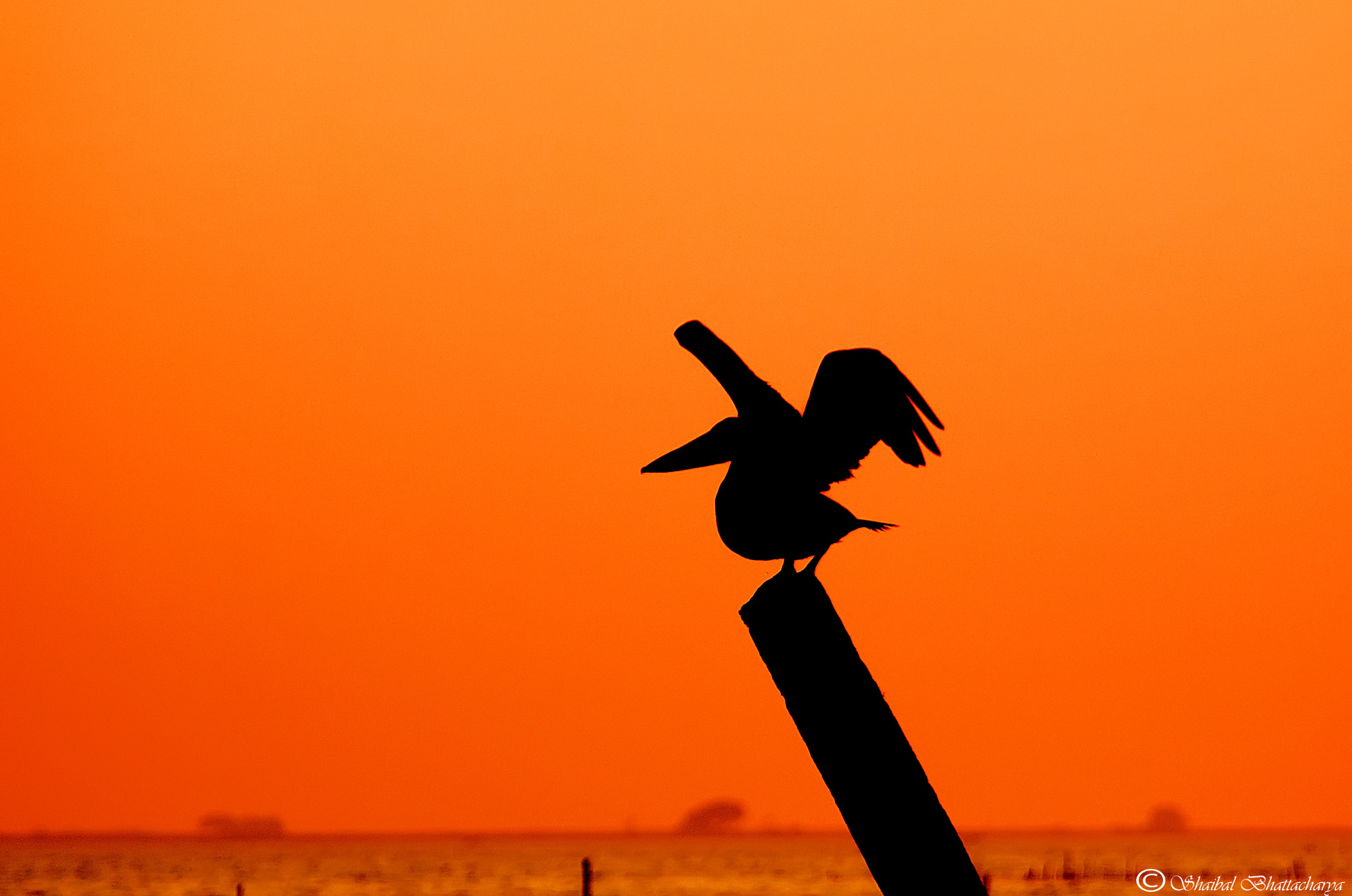 Canon EF 70-200mm F4L USM sample photo. Silhouette of a pelican photography