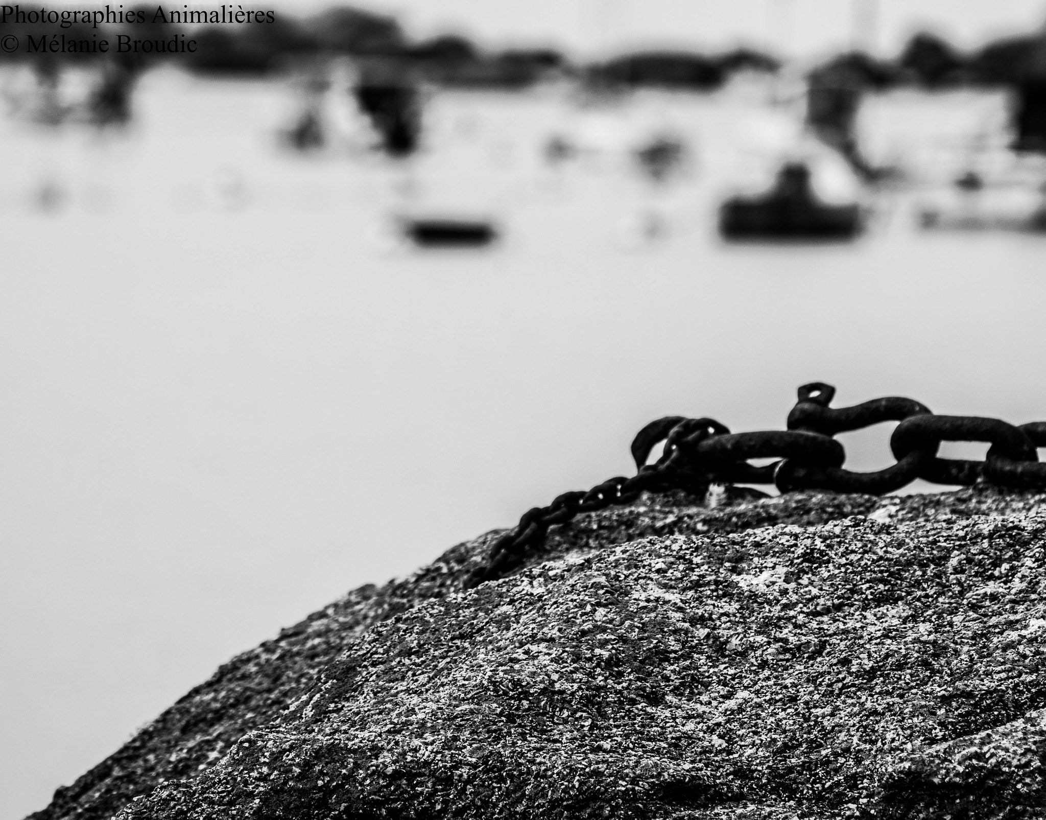 Pentax K-50 + Sigma sample photo. Les chaines marines du port photography