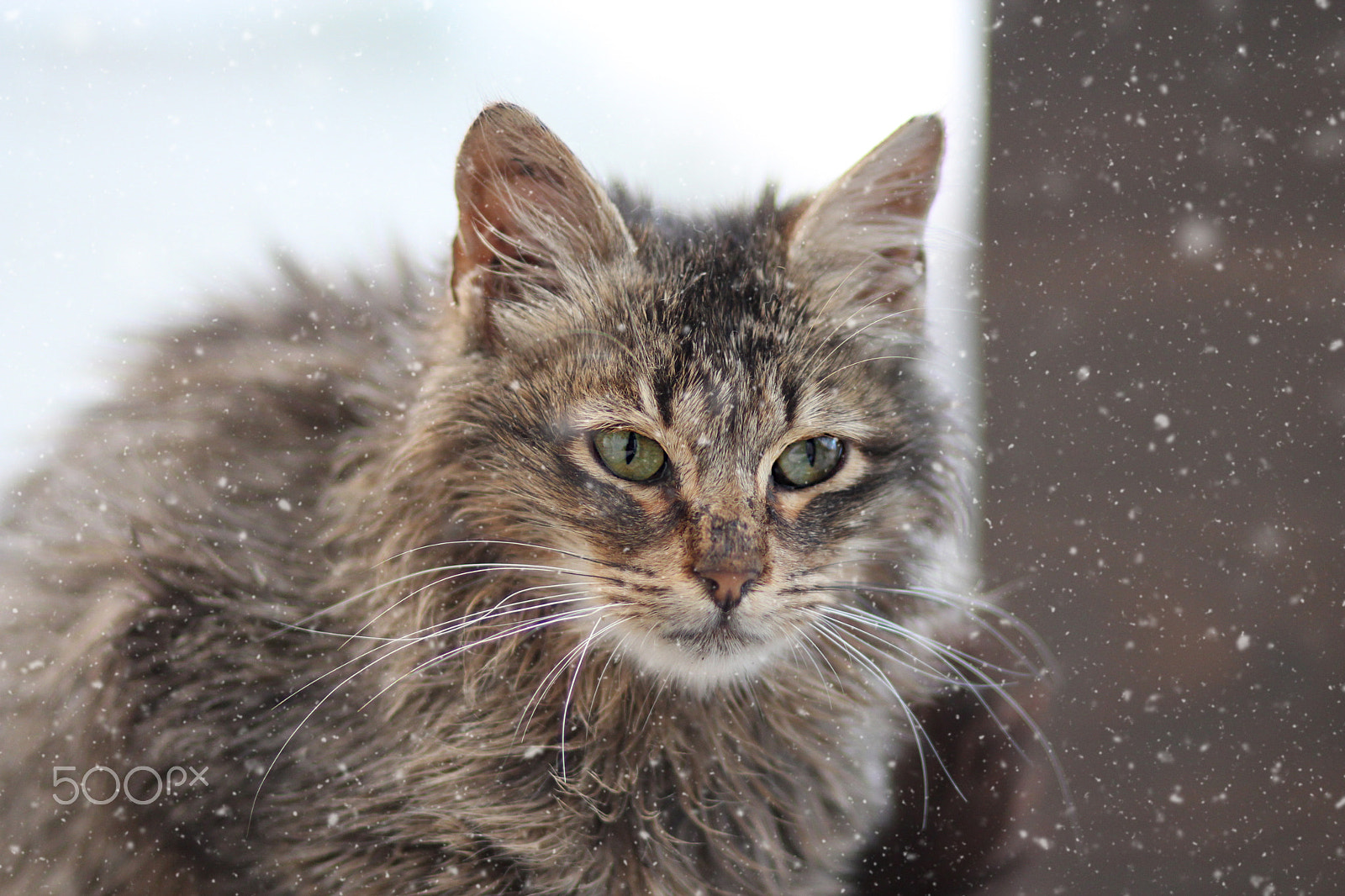 Canon EOS 650D (EOS Rebel T4i / EOS Kiss X6i) sample photo. Neighborhood cats photography