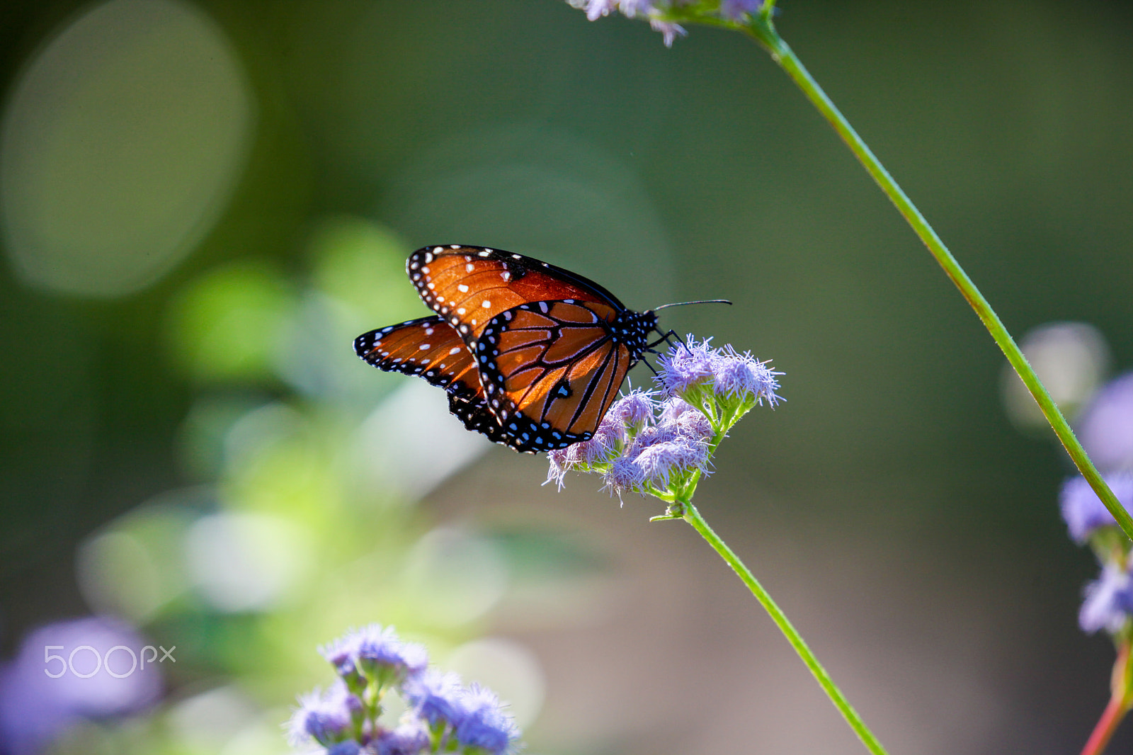 Canon EF 100-400mm F4.5-5.6L IS II USM sample photo. Butterfly photography