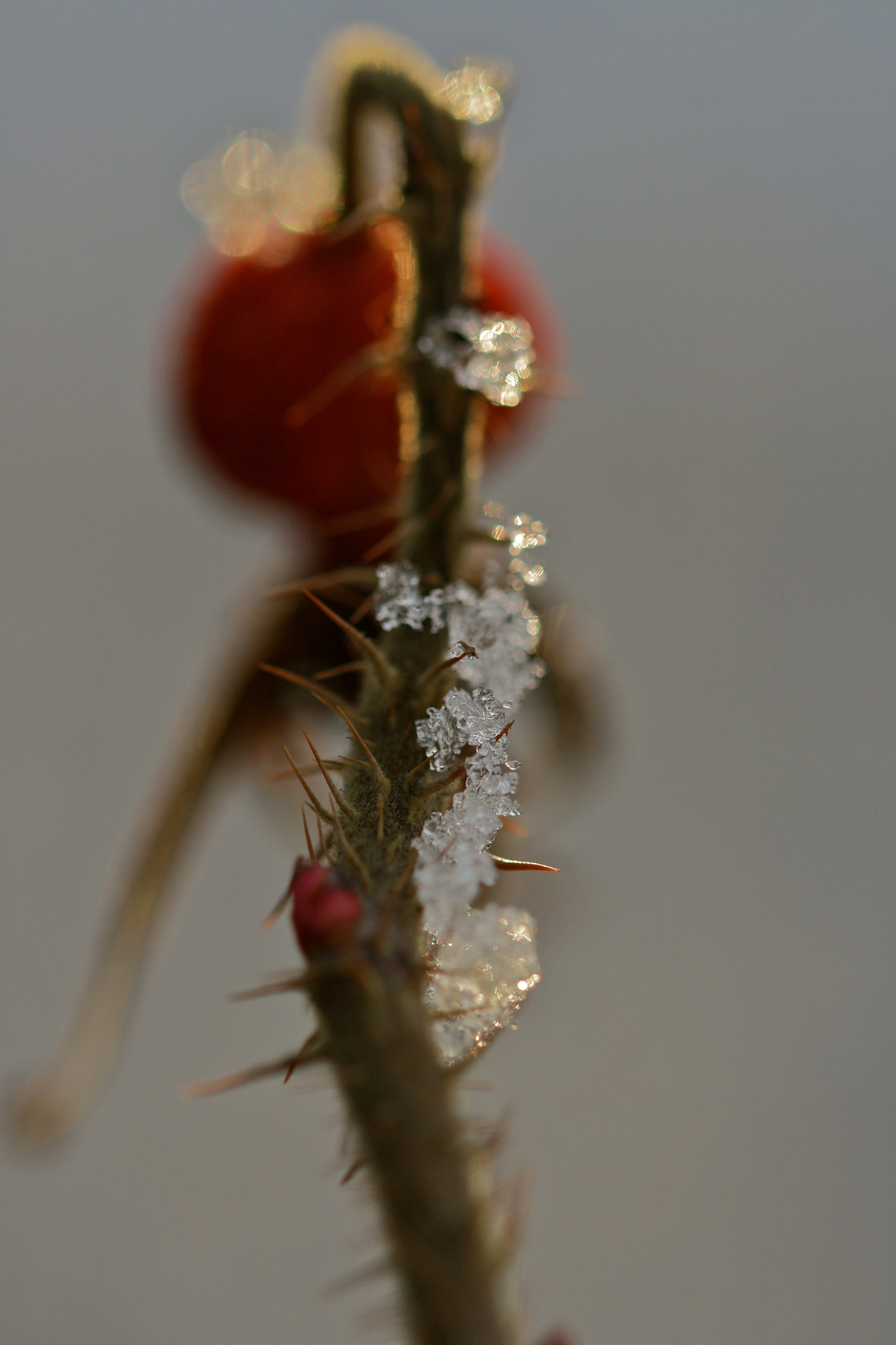 Sigma 105mm F2.8 EX DG OS HSM sample photo. Berlin - weißensee photography