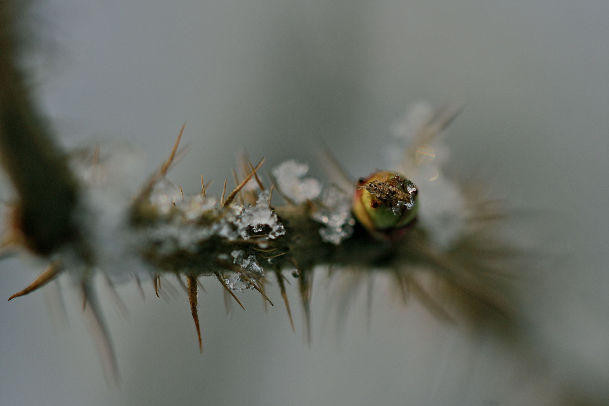 Sigma 105mm F2.8 EX DG OS HSM sample photo. Berlin - weißensee photography
