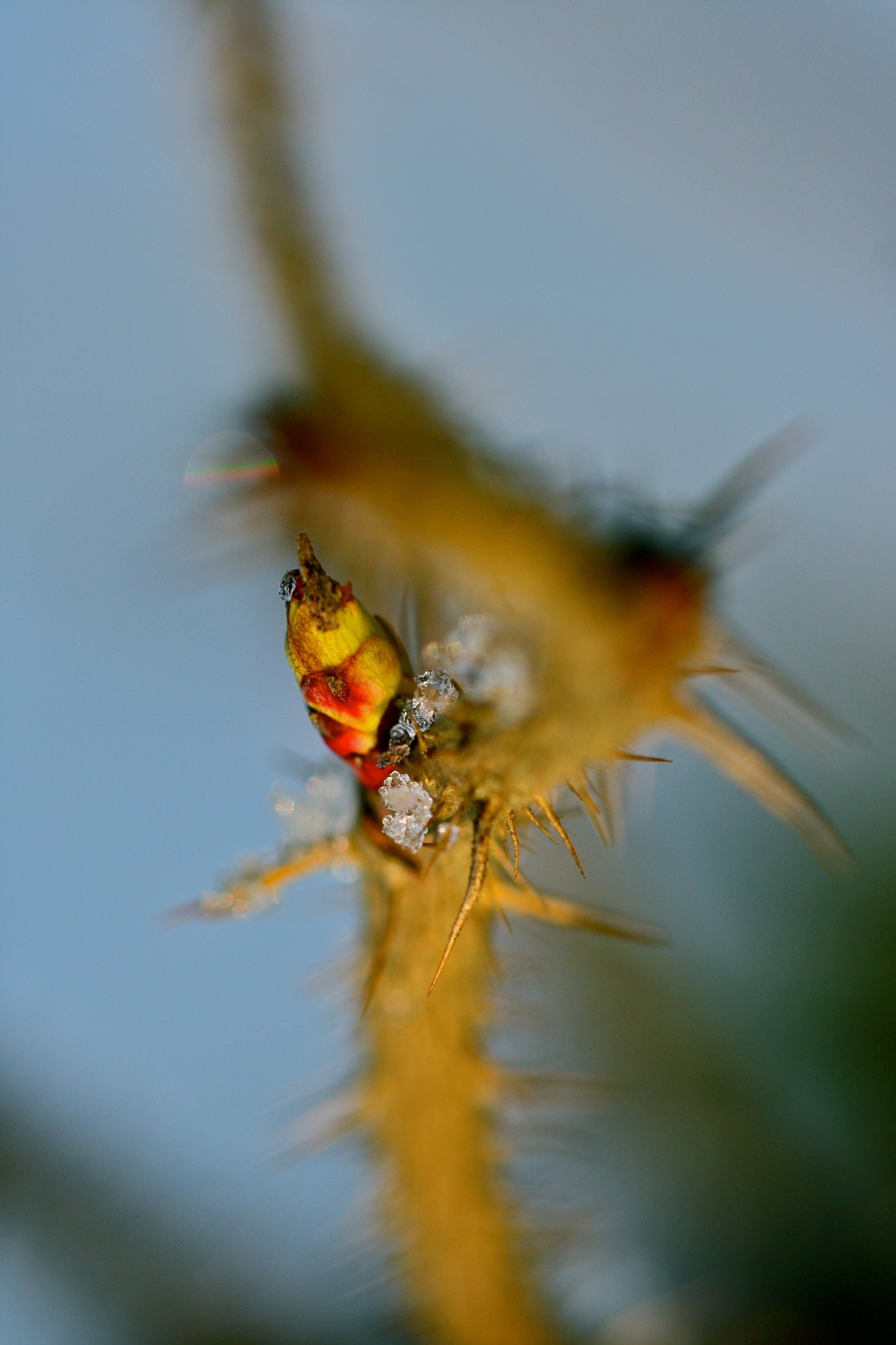 Sigma 105mm F2.8 EX DG OS HSM sample photo. Berlin - weißensee photography